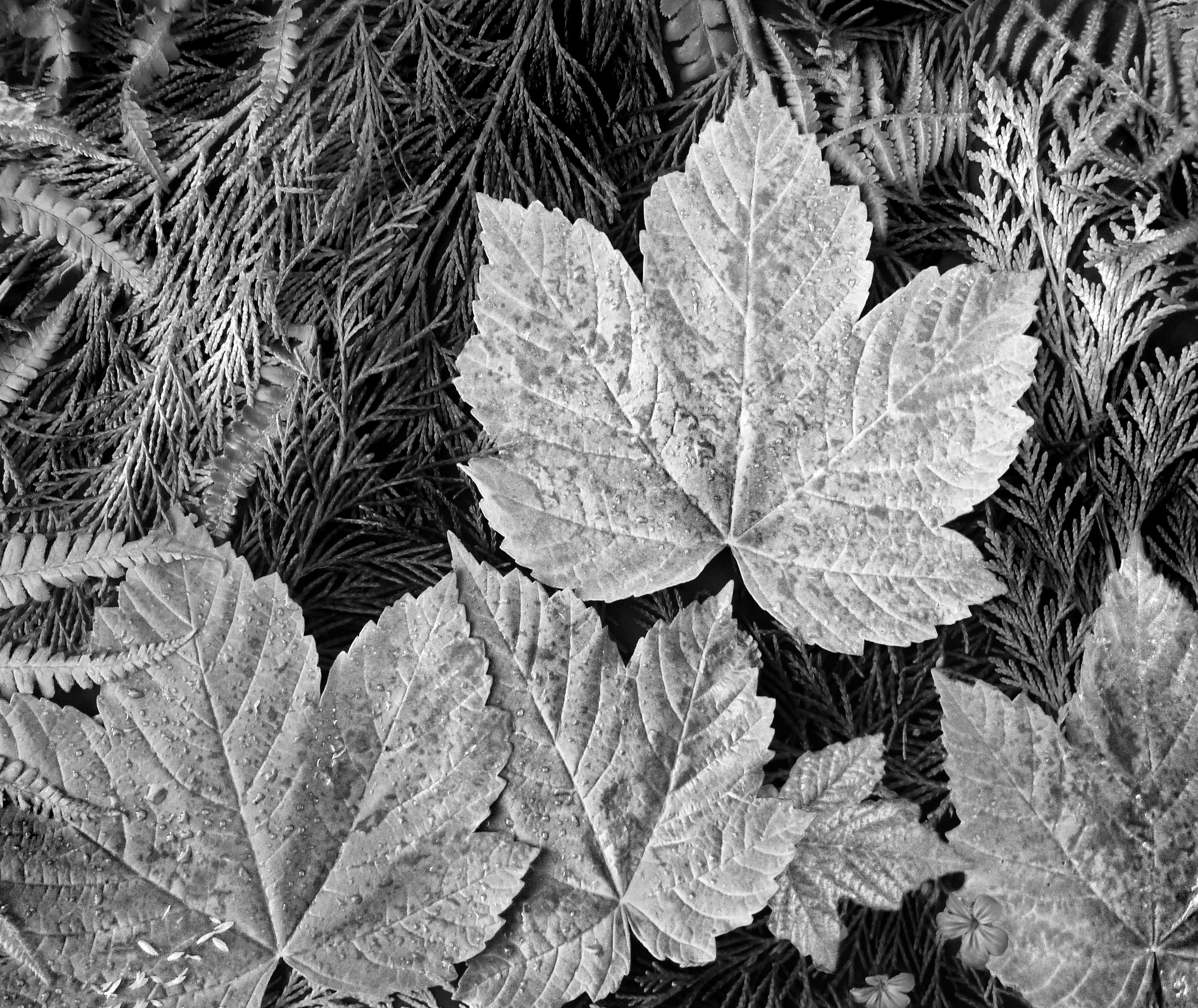 Leaves from above, Glacier National Park by Ansel Adams