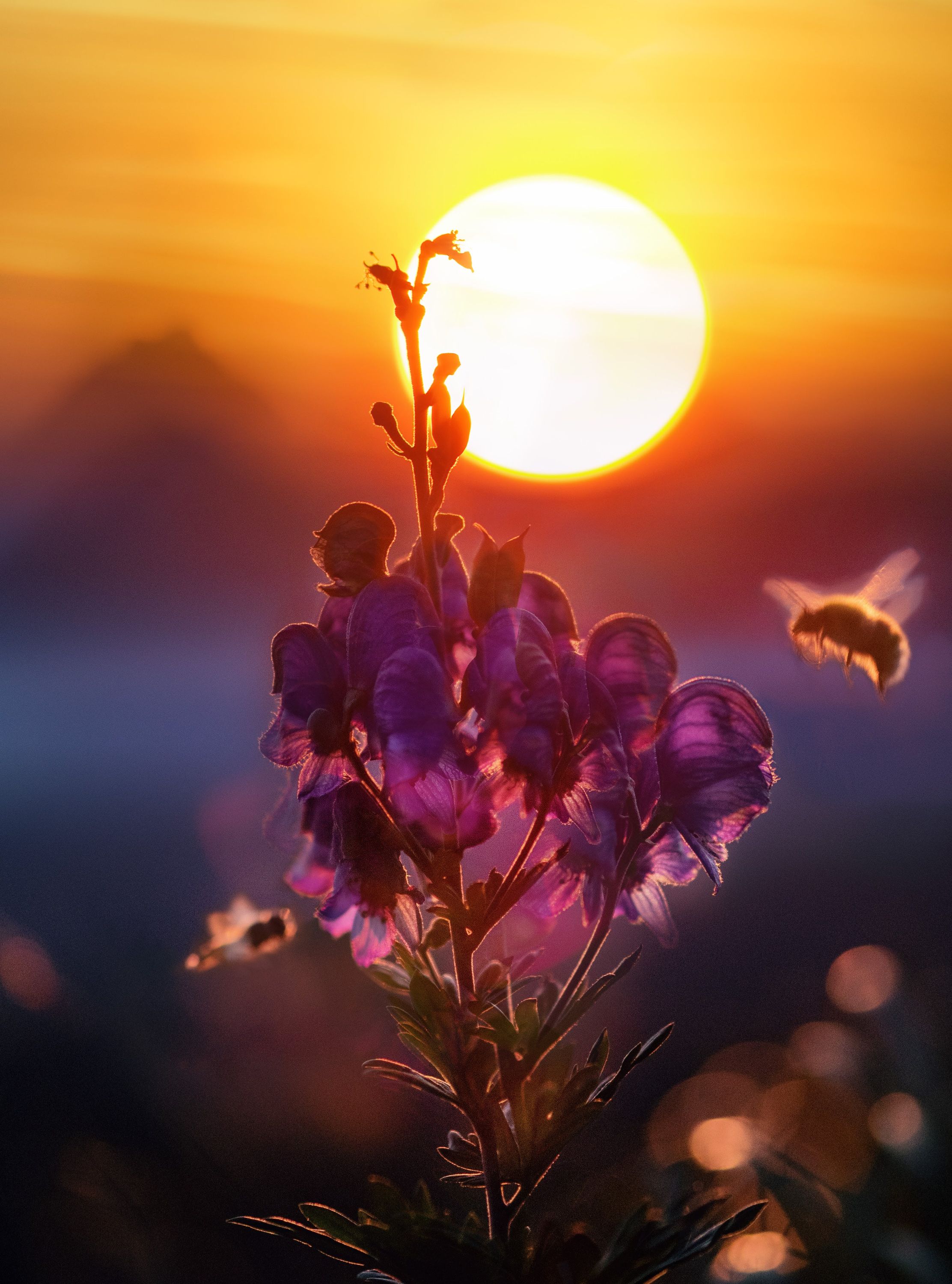 Photo of a sun set with a bee flying near purple flowers