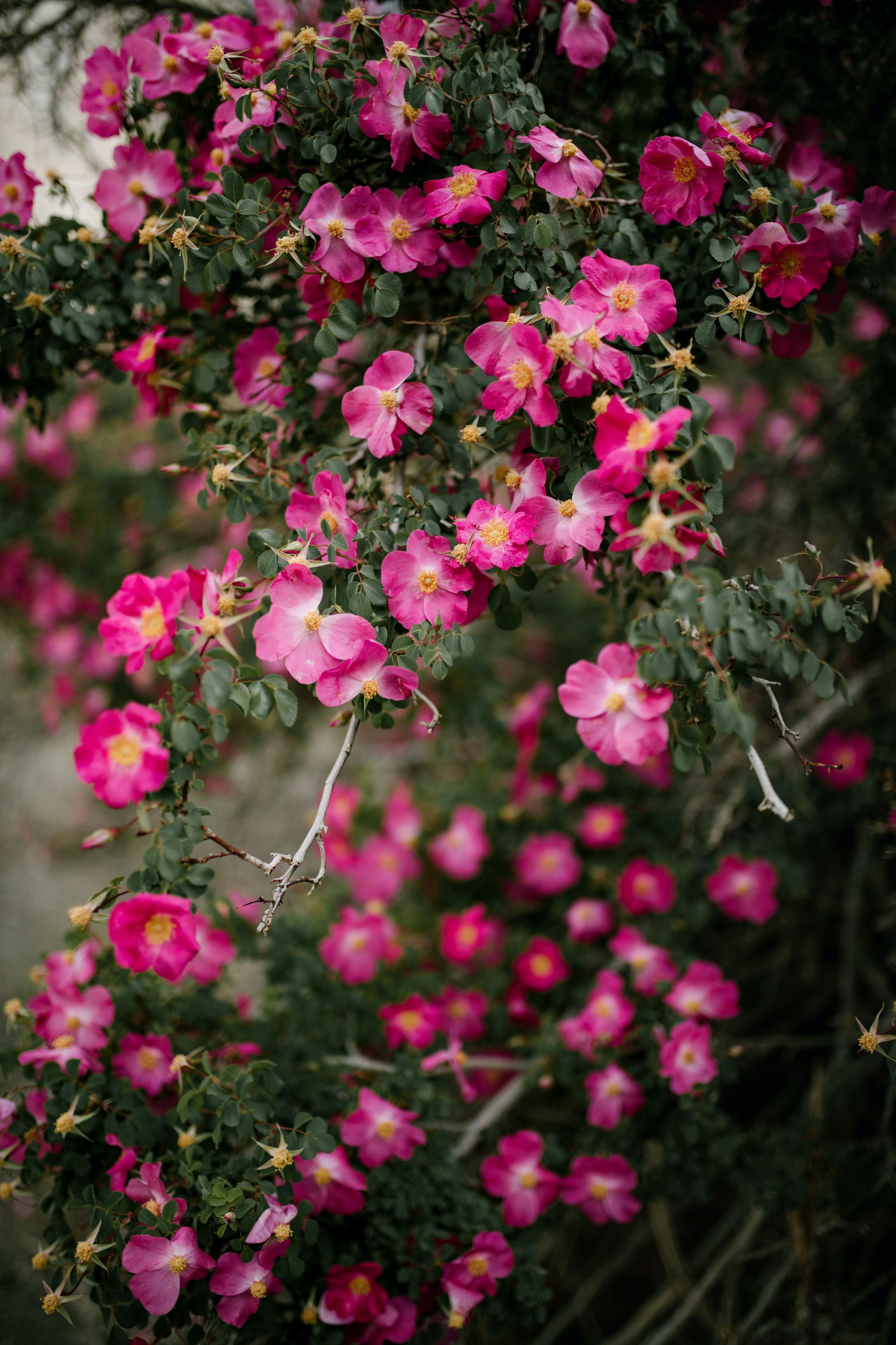 Photoe of pink flowers