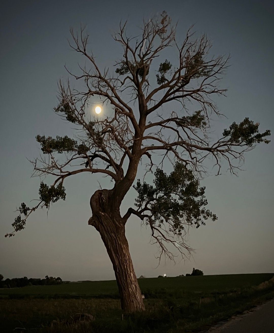 moon thru tree