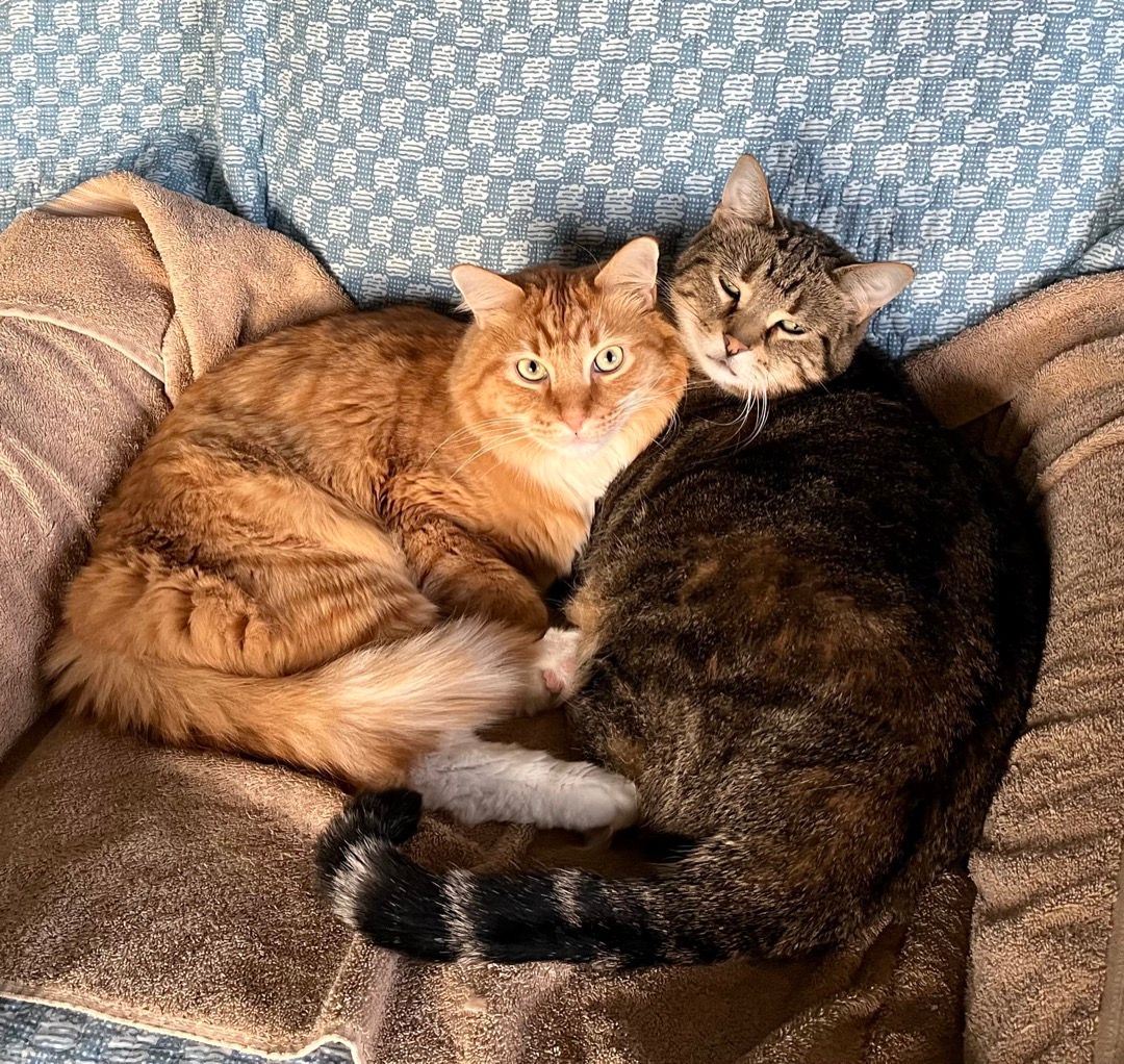 kitties cuddling