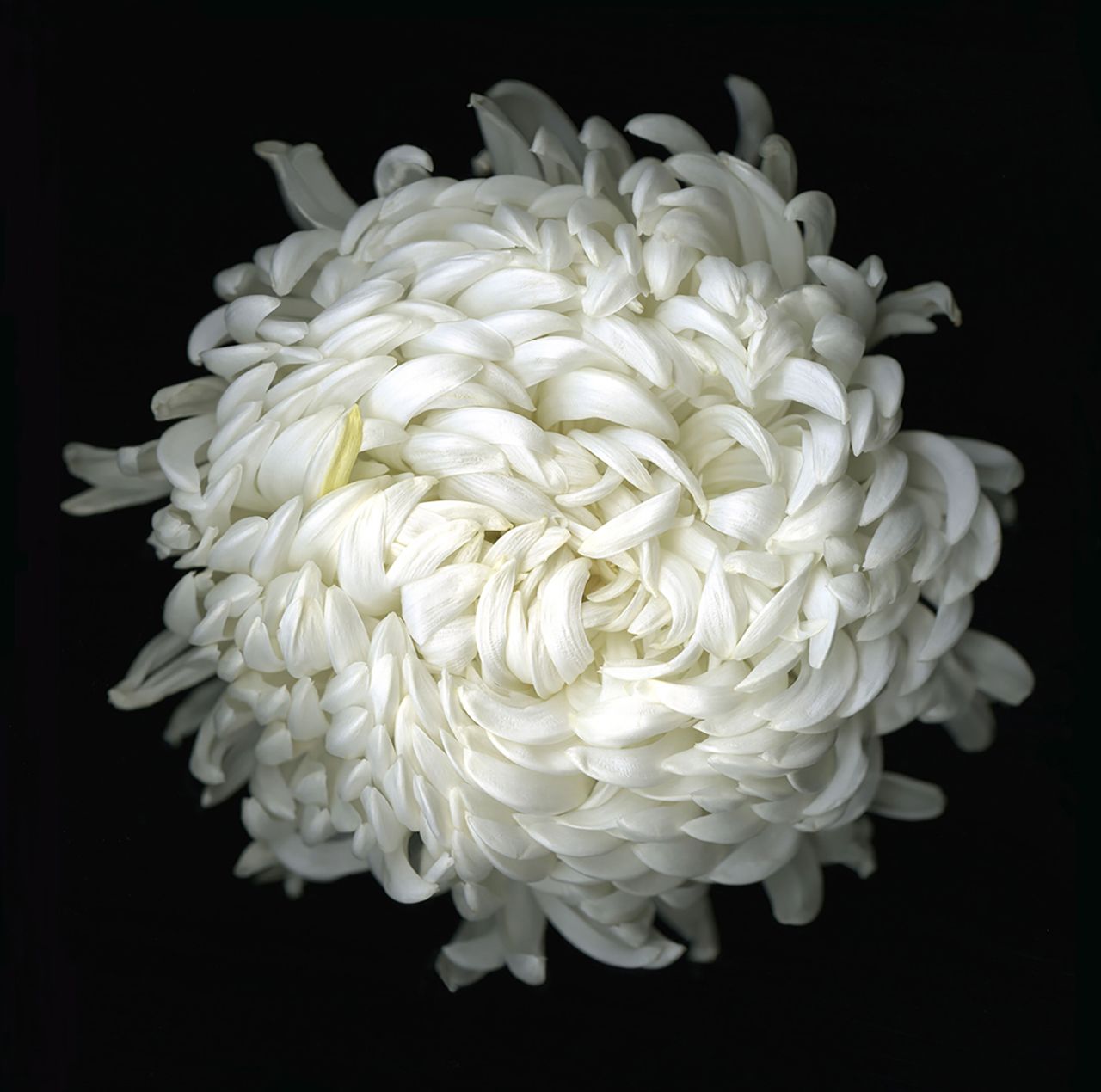 chrysanthemum2009