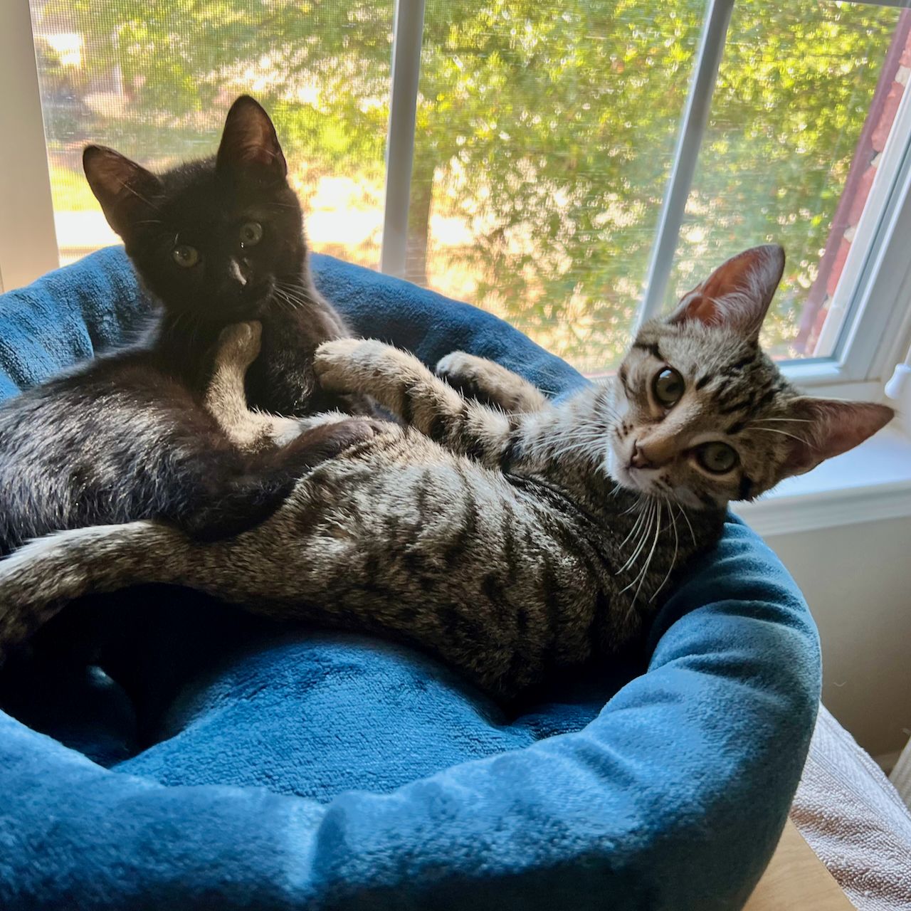 Gus & Tibbs