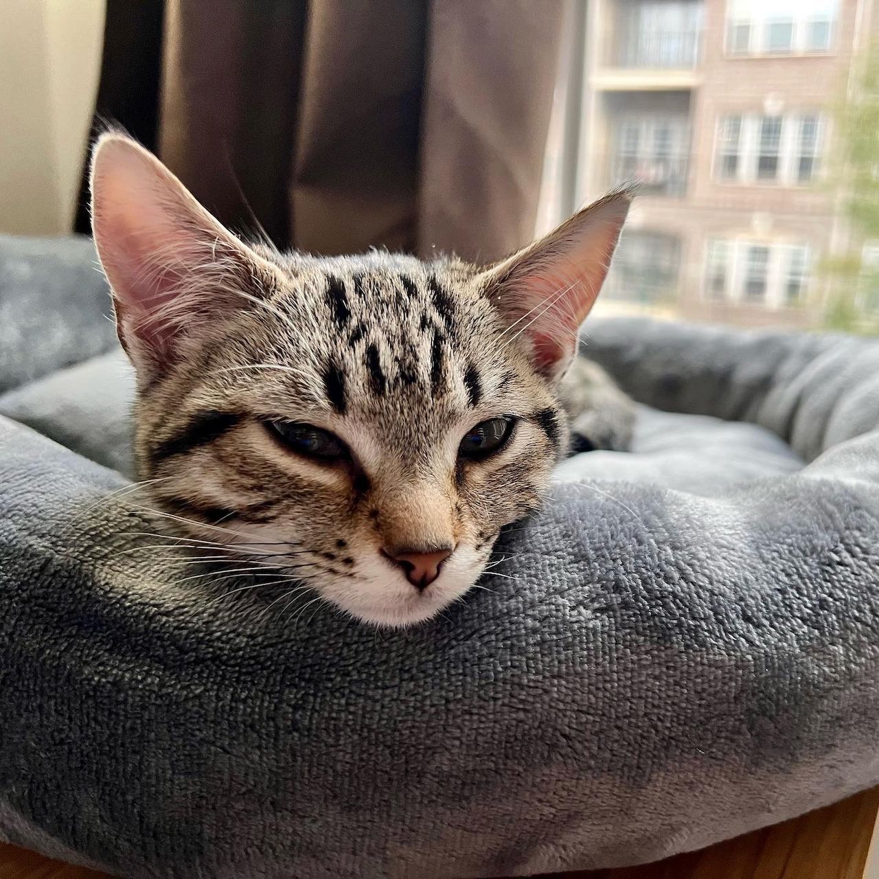 Tibbs