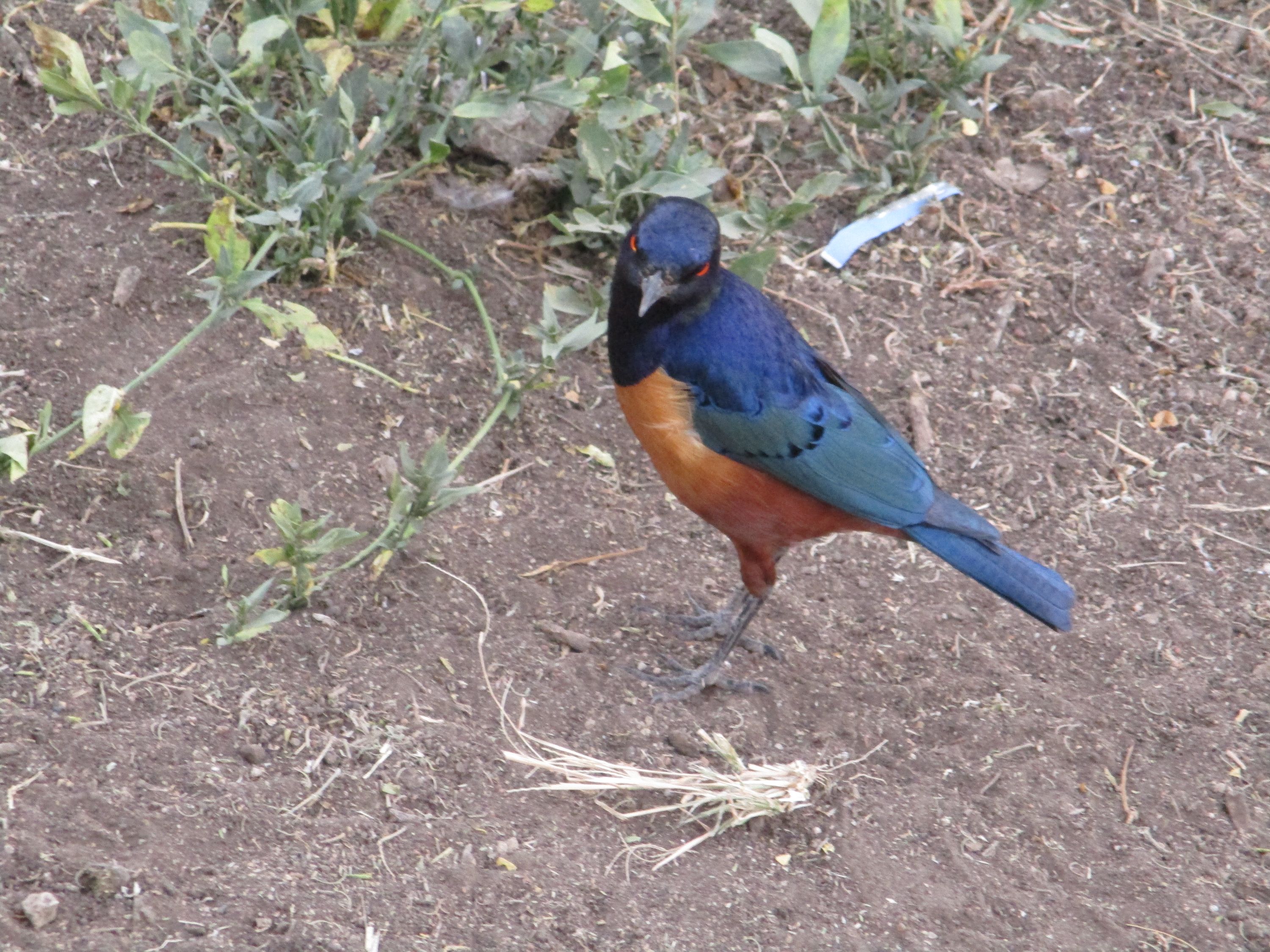 hildebrandt's starling