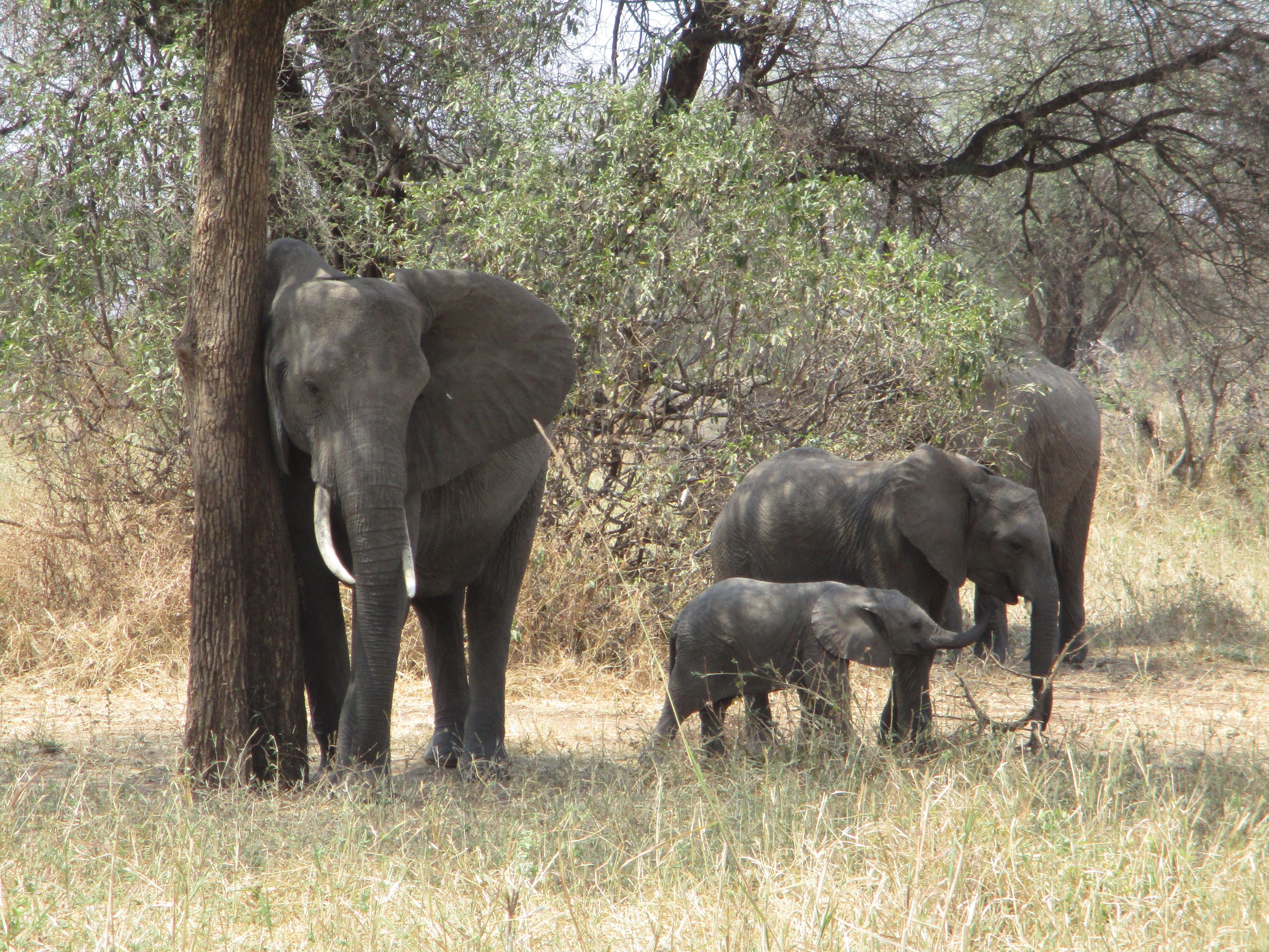 Elephants in Tanzania