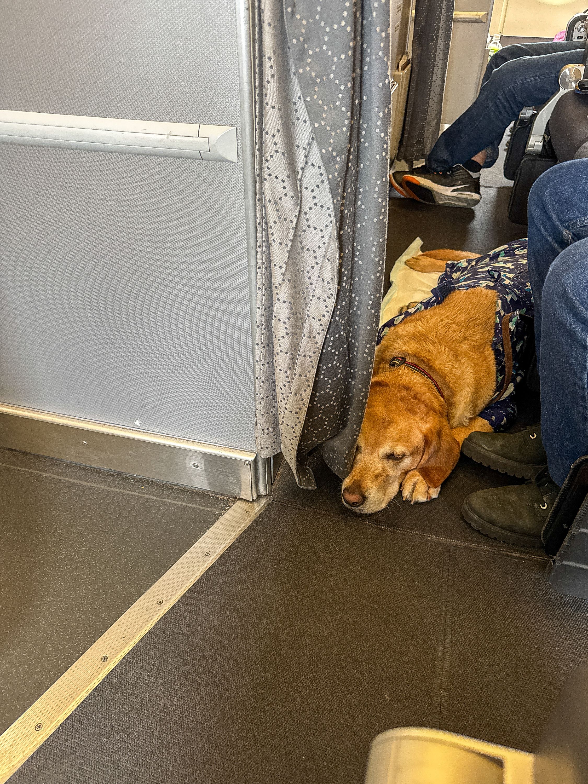 Plane Dog