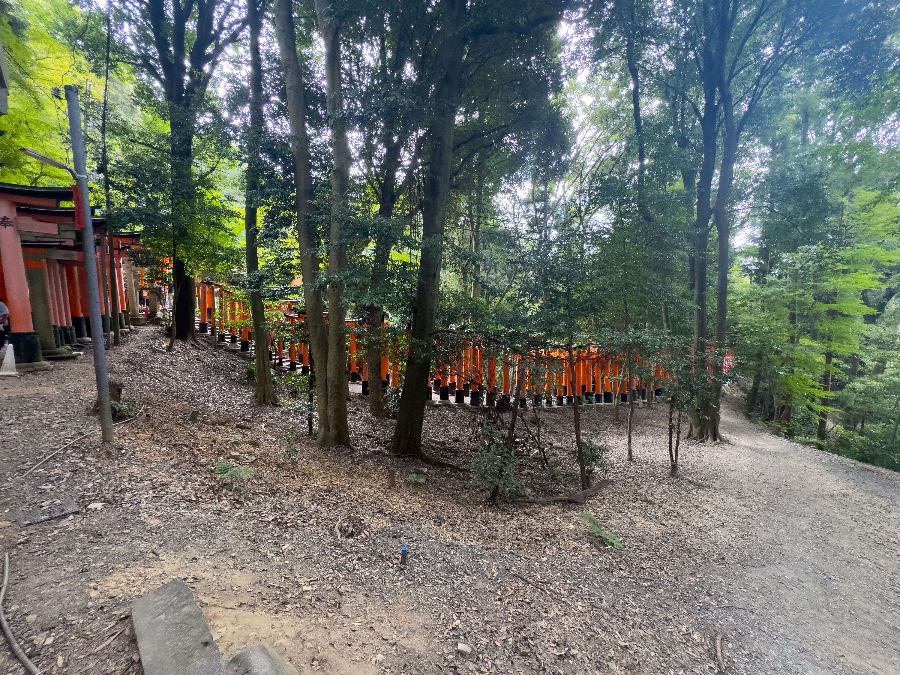 Torii Gates