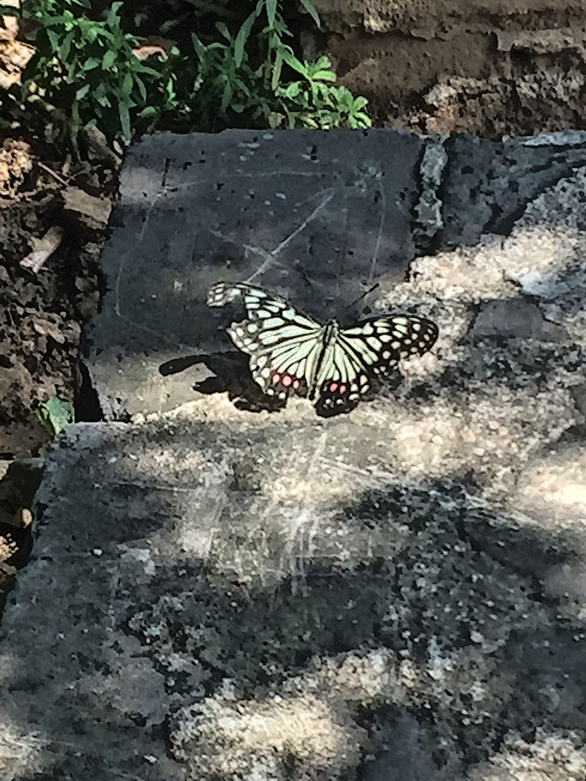 Butterfly on the Great Wall, Badaling, June 2016