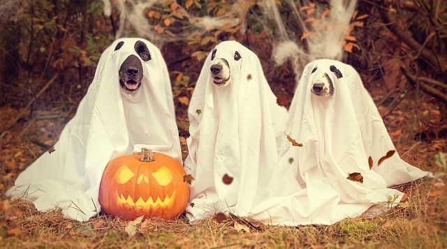 Dogs in Ghost costumes sheets