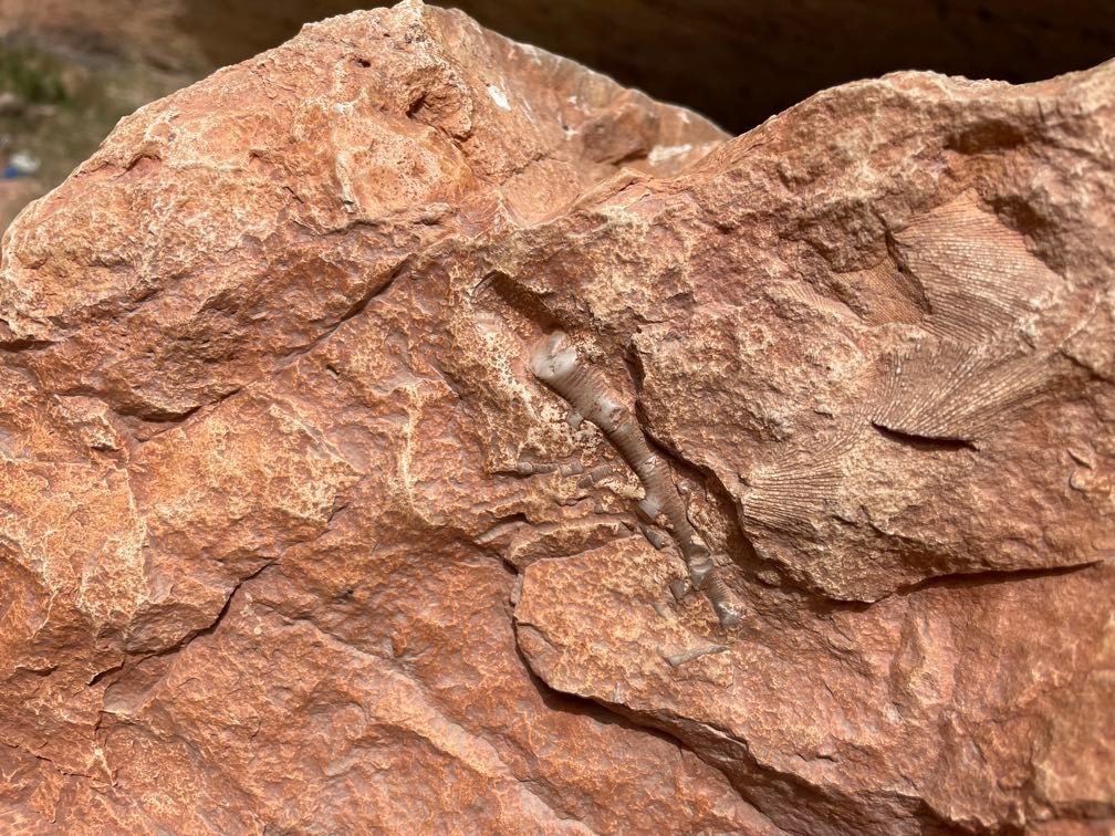Fossils at Redwall Cavern