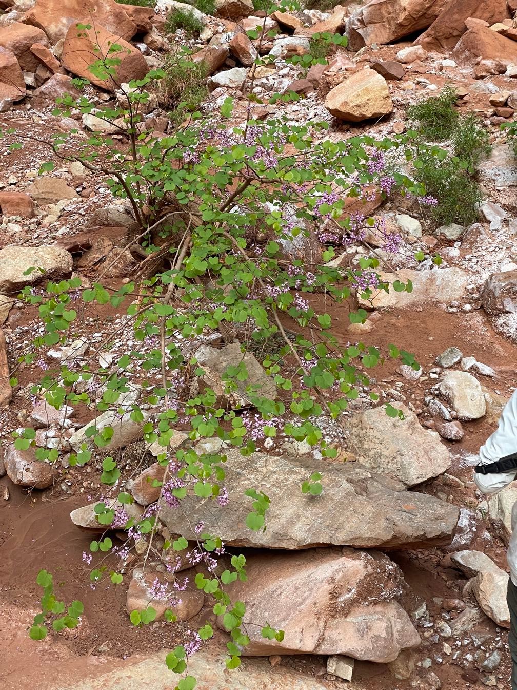 Redbud tree at Redbud Alcove