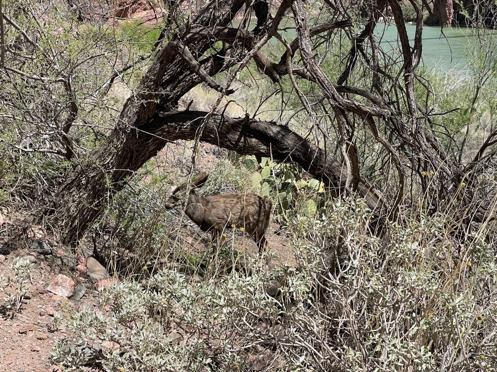 Deer at Phantom Ranch