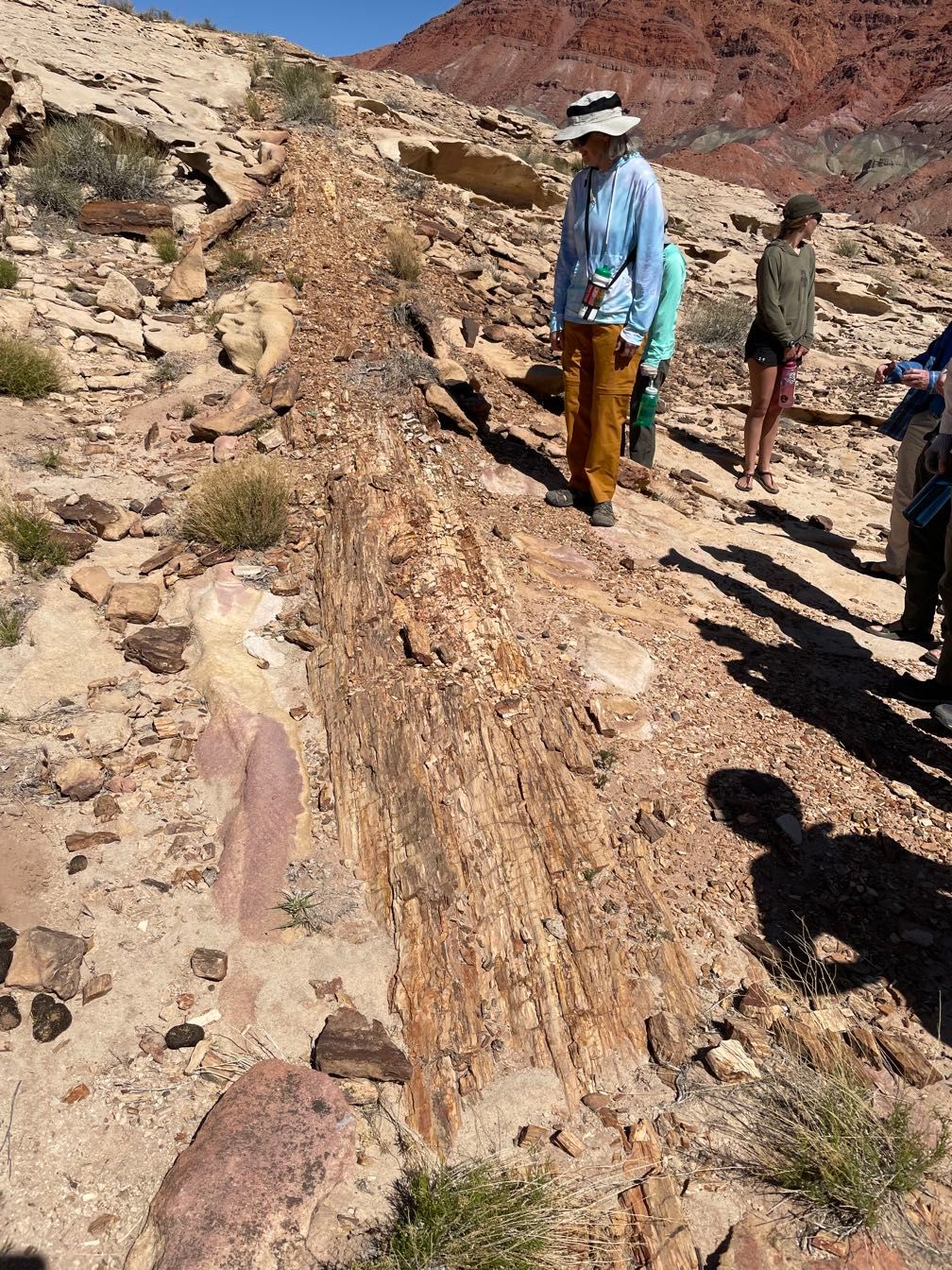 Massive petrified wood log