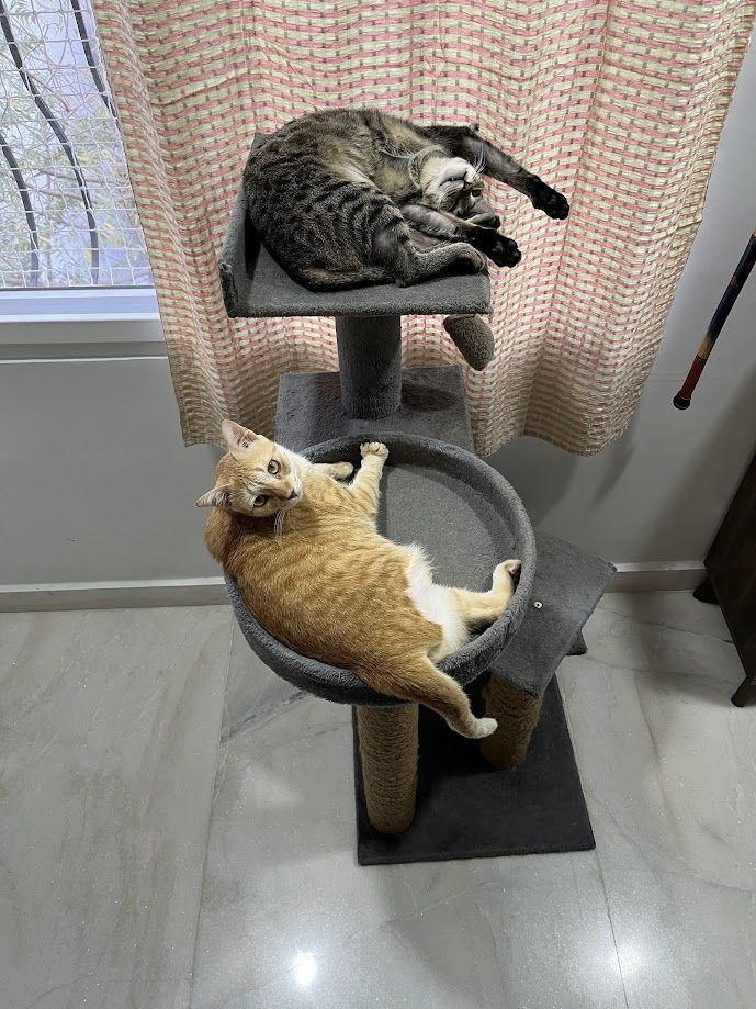 Sam (the grey standard issue cat) and Minnal (yes, it is a Vadivel joke reference)