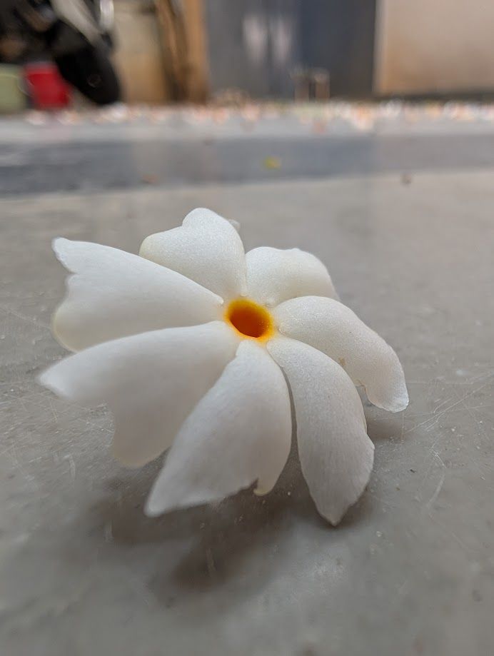 A paarijaatha / Pavazhamalli flower