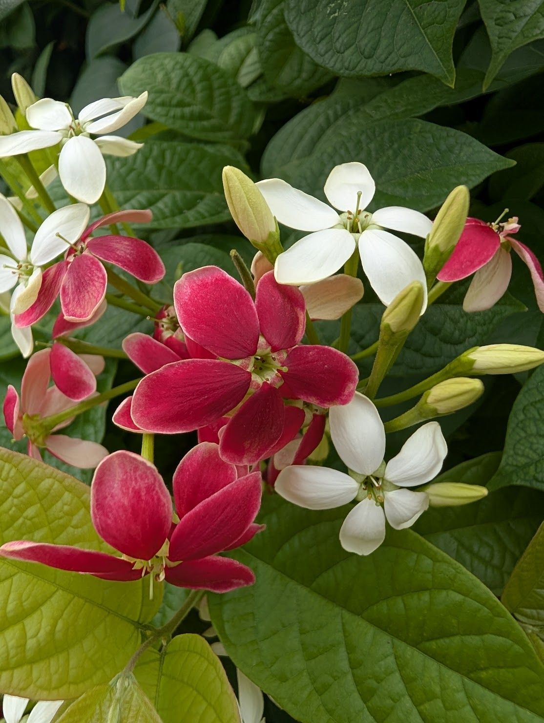 Beautiful flowers in my mothers’ apartment