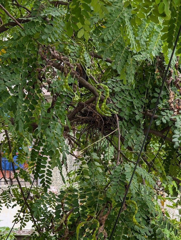 A bird’s nest right outside our balcony. FIL would’ve enjoyed this thoroughly.