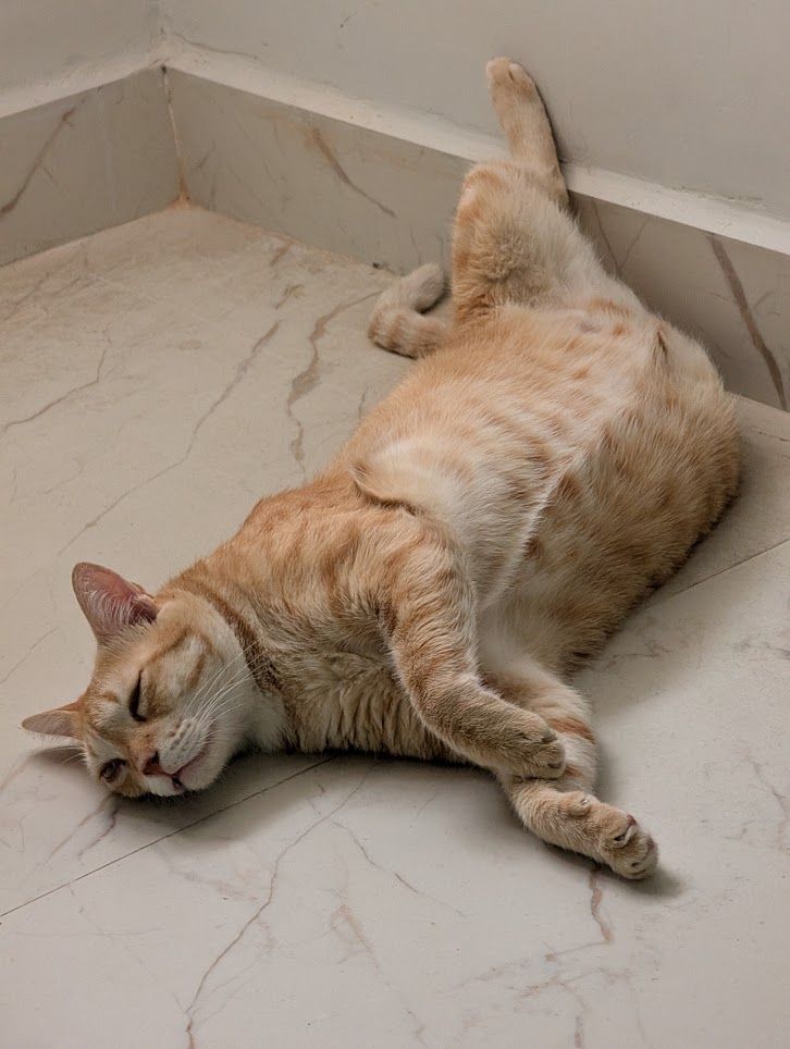 A post outing nap