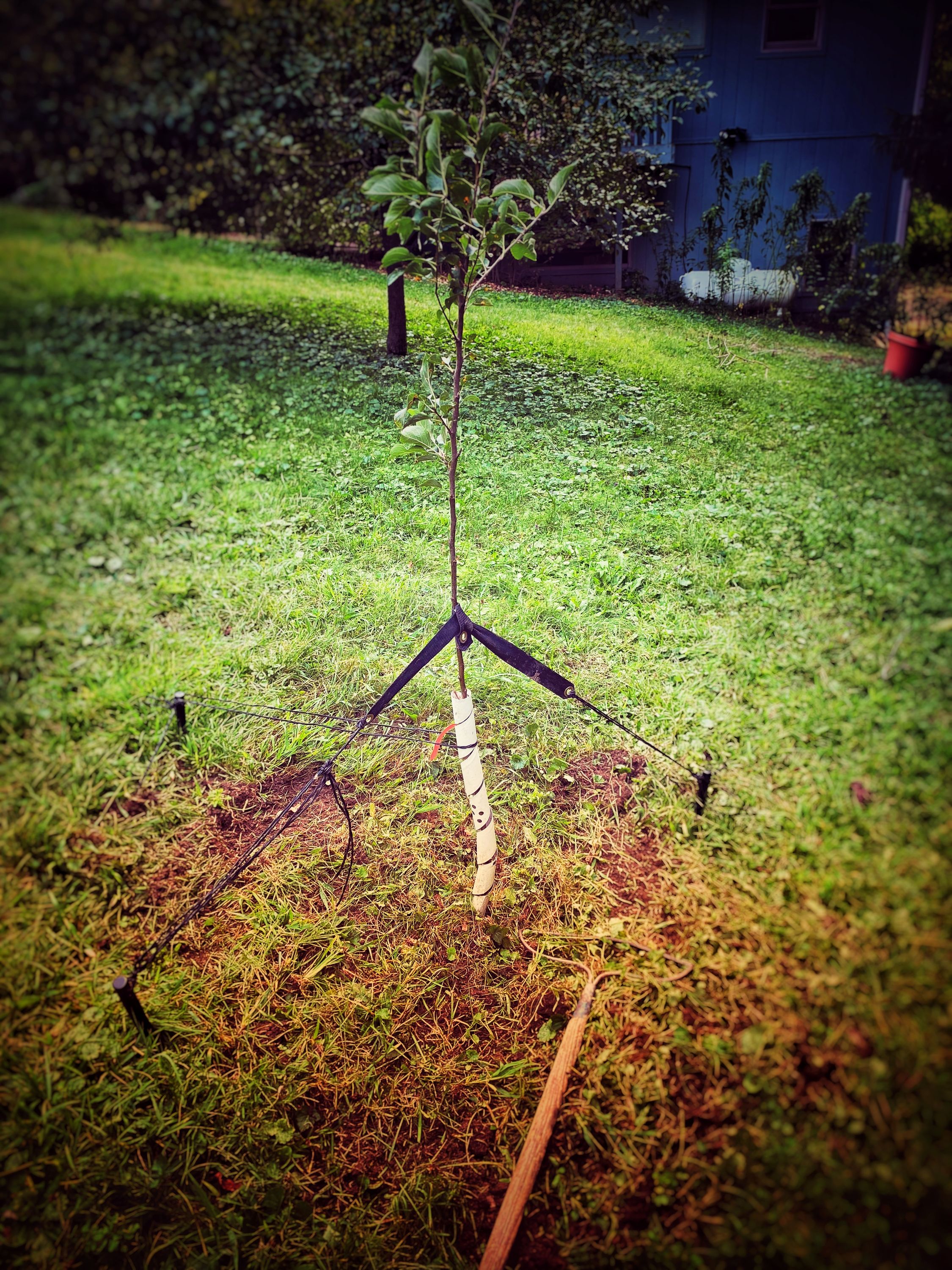 An apple tree sampling with the ground around it scraped and hoed.