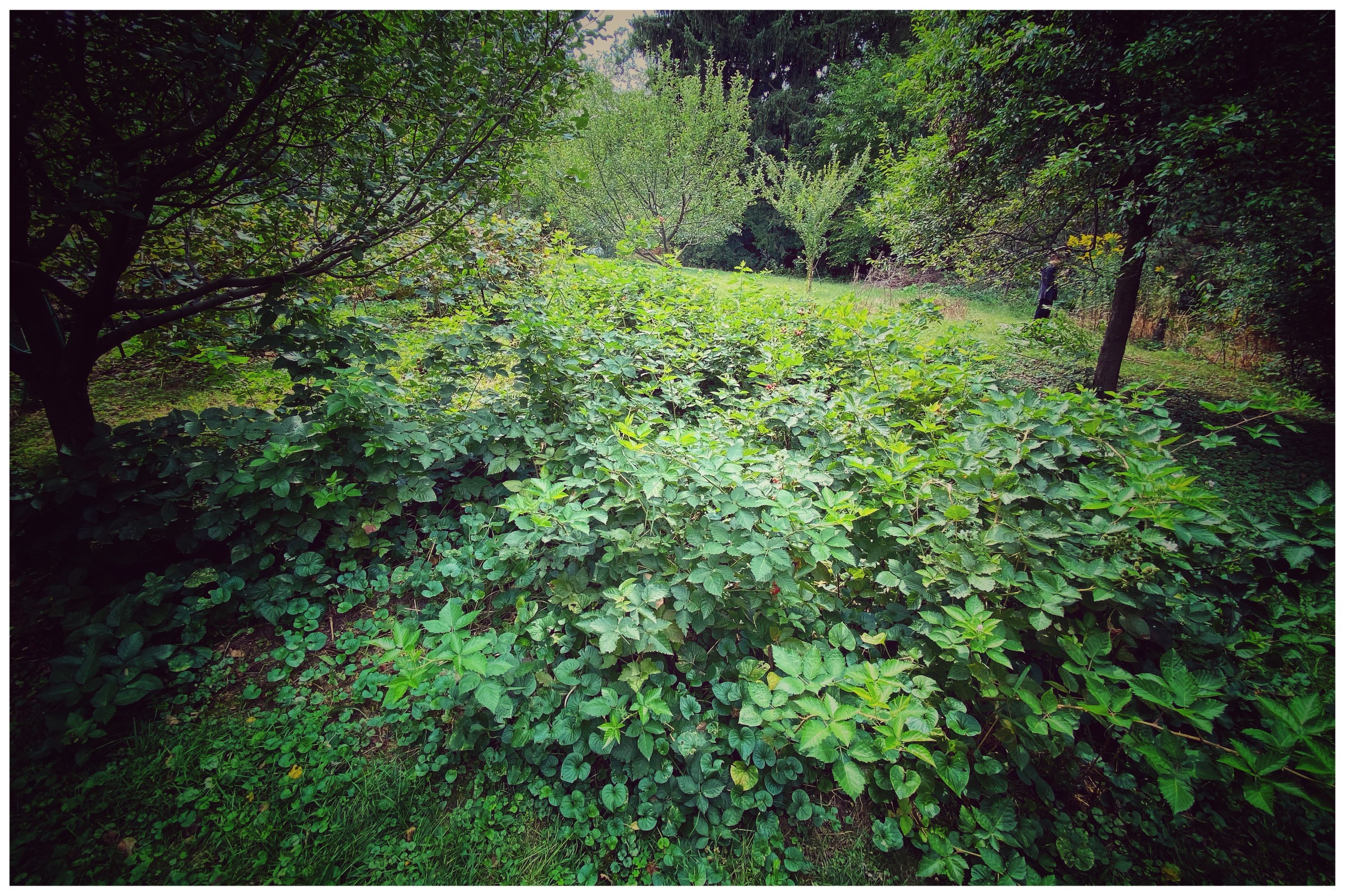 BlackBerry patch which has overrun its boundaries. 15 by 15 feet.