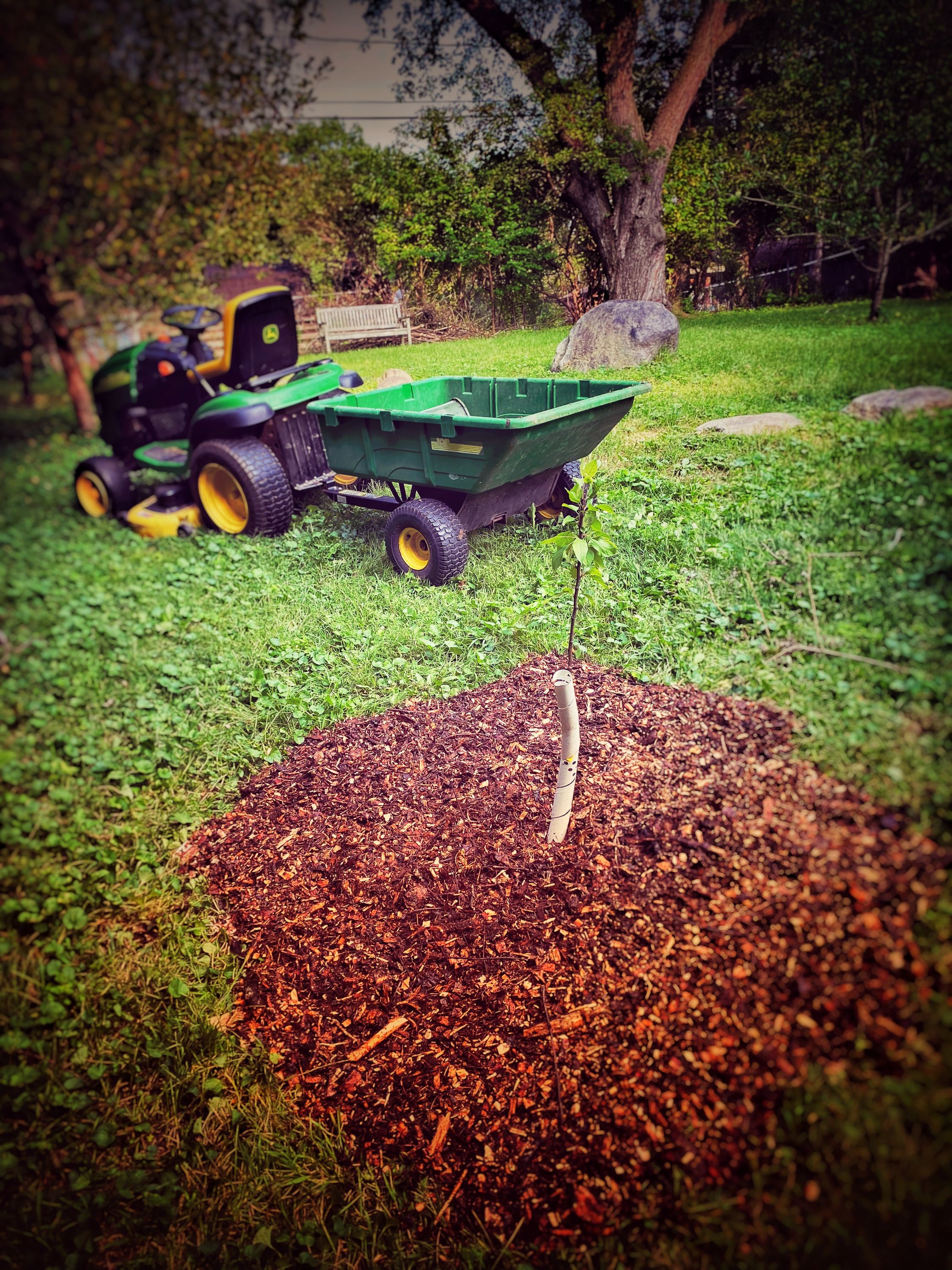 Another sapling with completed sheet mulching