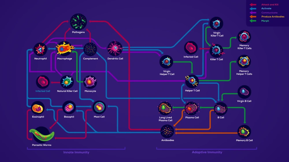 A diagram showing the various cell types in our immune system and how they interact with each other (Source: Immune by Philipp Dettmer)