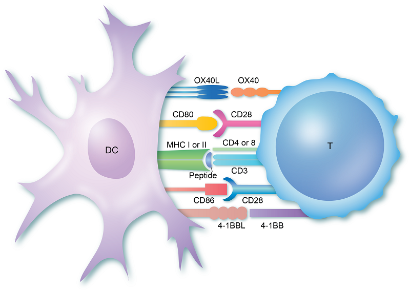 A T cell encountering a dendritic cell (DC) carrying an antigen it recognises–the first signal. Co-stimulation by additional receptors subsequently fully activates the T cell. Source: Immunology.org