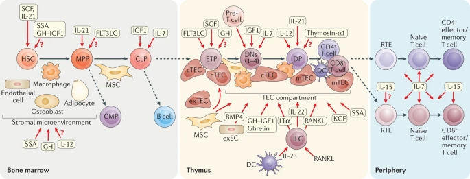 The lifecycle of a T cell from its origination as a Hematopoietic Stem Cell (HSC) until its conversion to a memory T cell (source: Velardi et al)