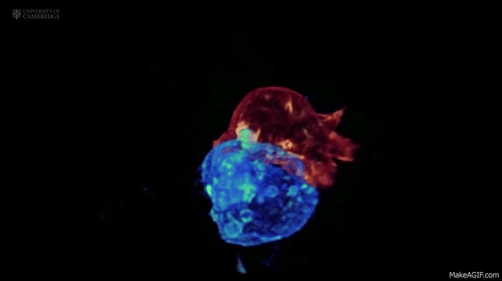 A killer T cell inspecting and attacking a cancerous cell, something that might be happening in your body while you read this blog post–without you ever noticing