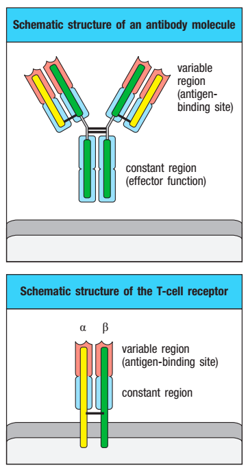 B and T cell receptors consist of a variable and a constant region. The variable regions, which recognise and bind to antigens, are unique in each cell and are the result of random recombination of V, D and J segments. (Source: Janeway’s Immunobiology)