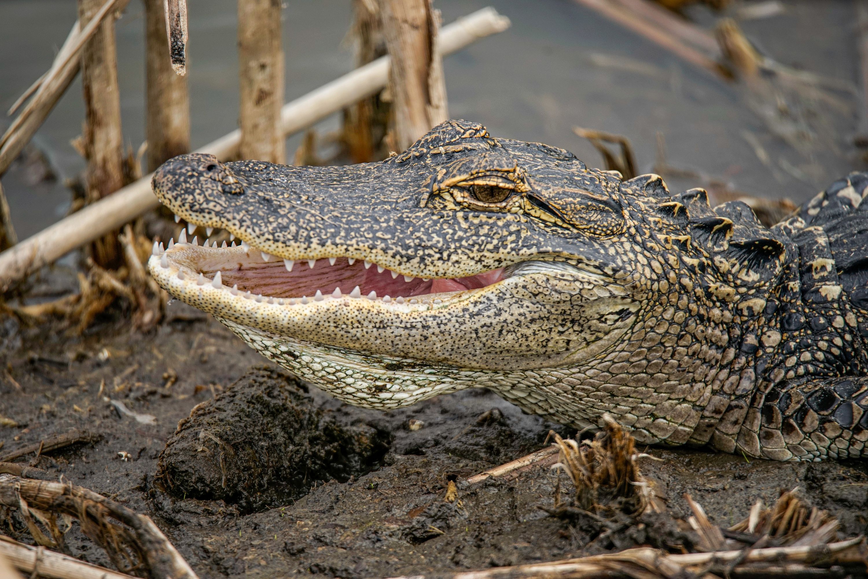 Gator