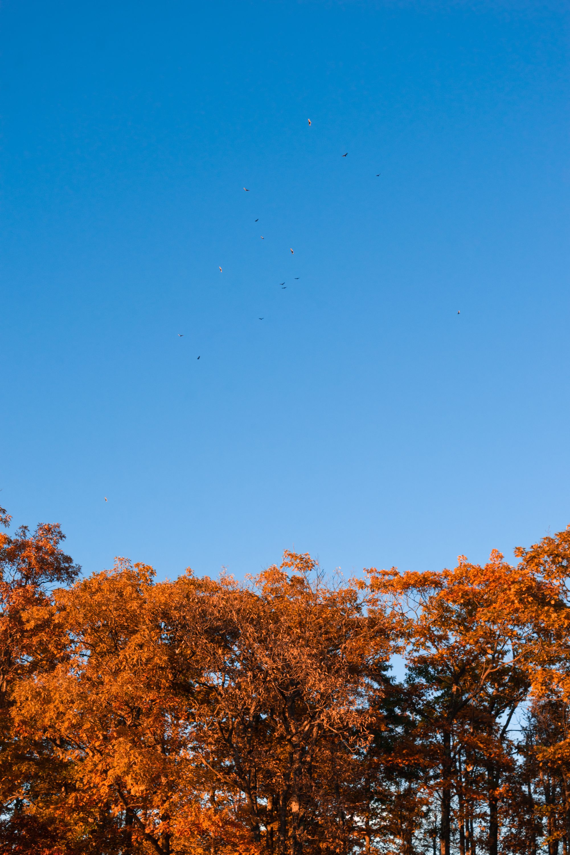 Trees & Sky