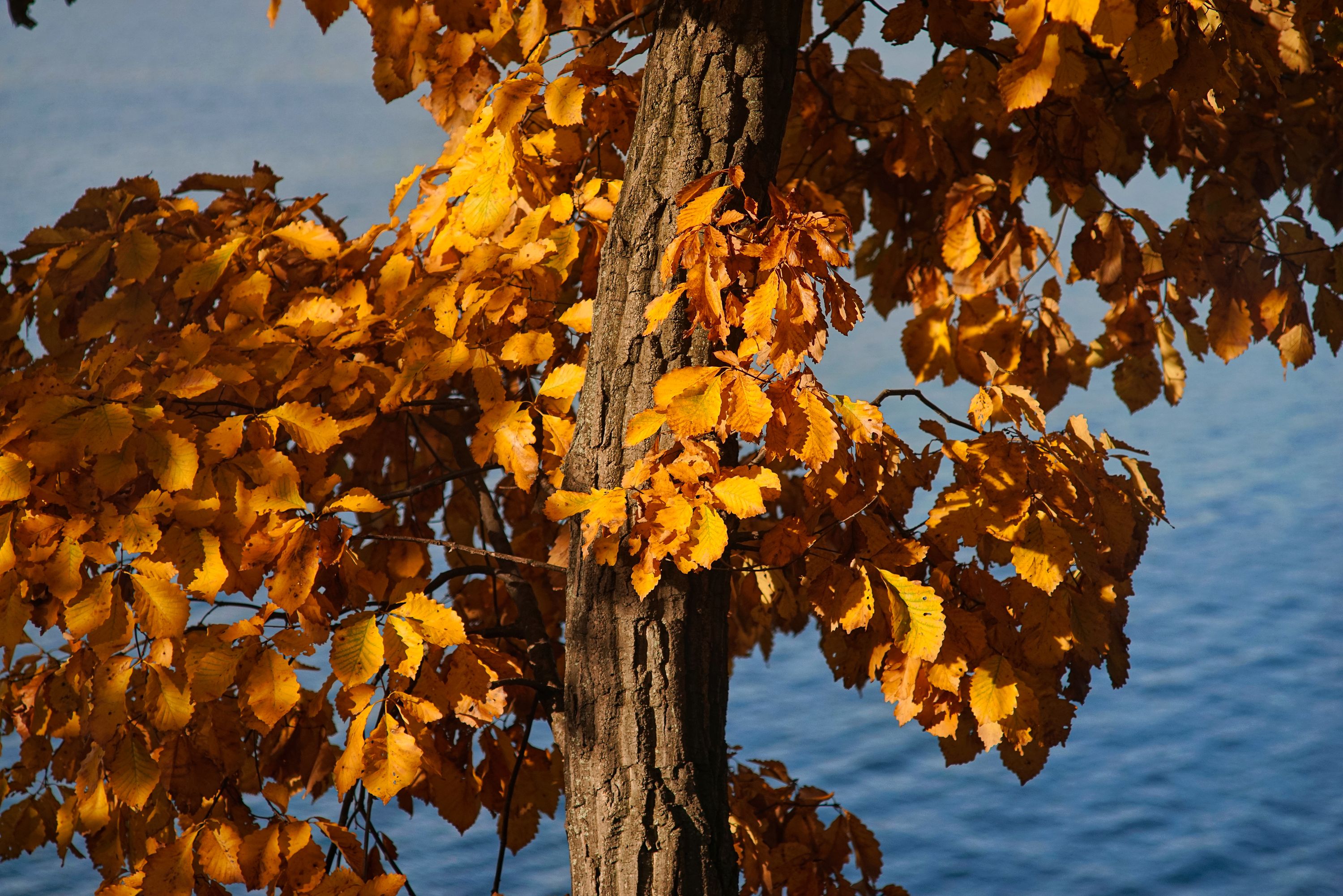 Fall Leaves