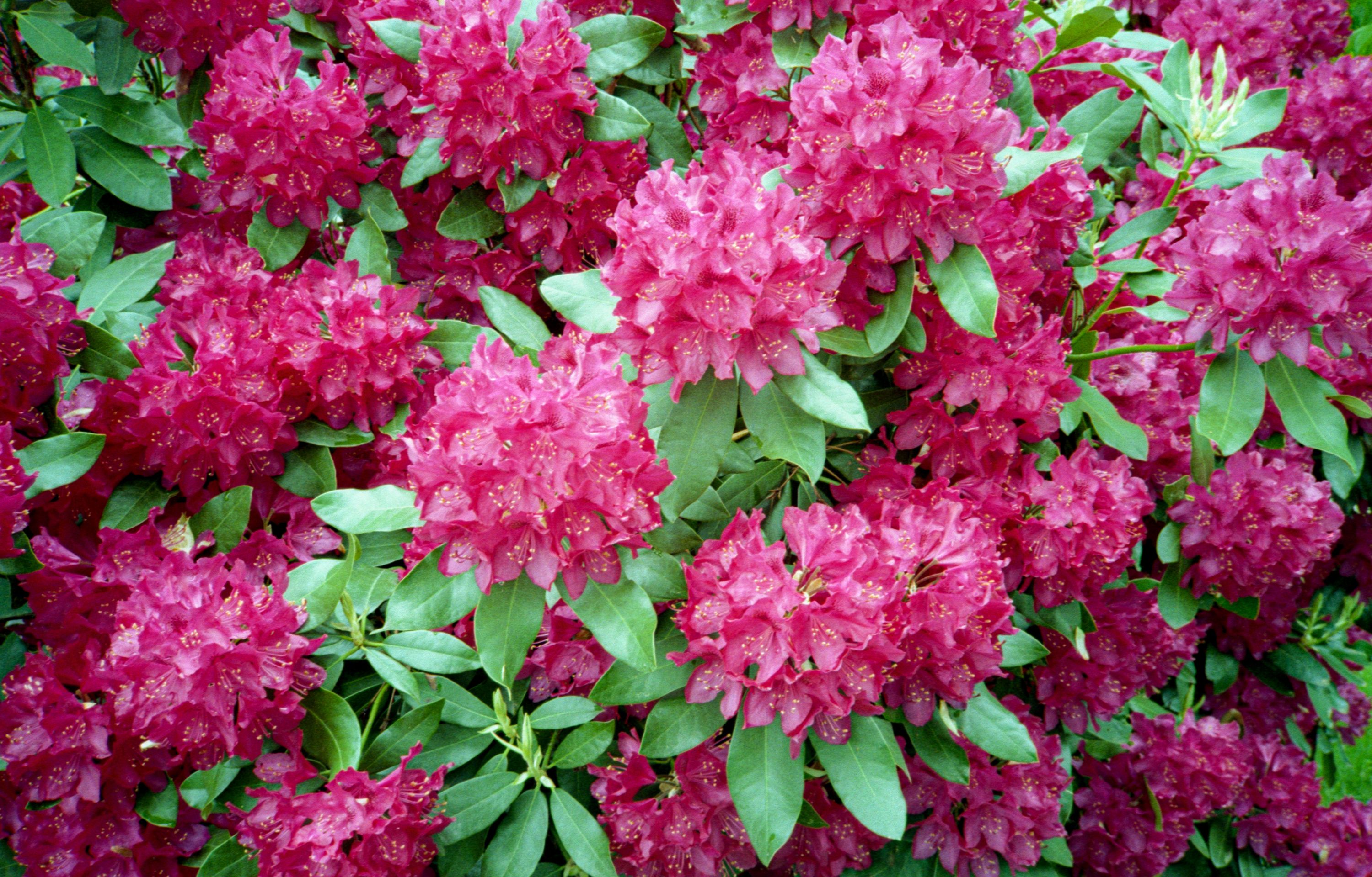 Rhododendron