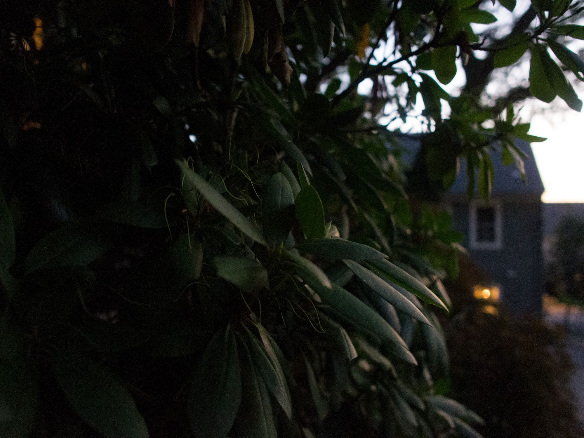 Ricoh GXR A12, 18.3mm, ƒ2.5, 1/90sec, ISO 3200 — Providence’s East Side