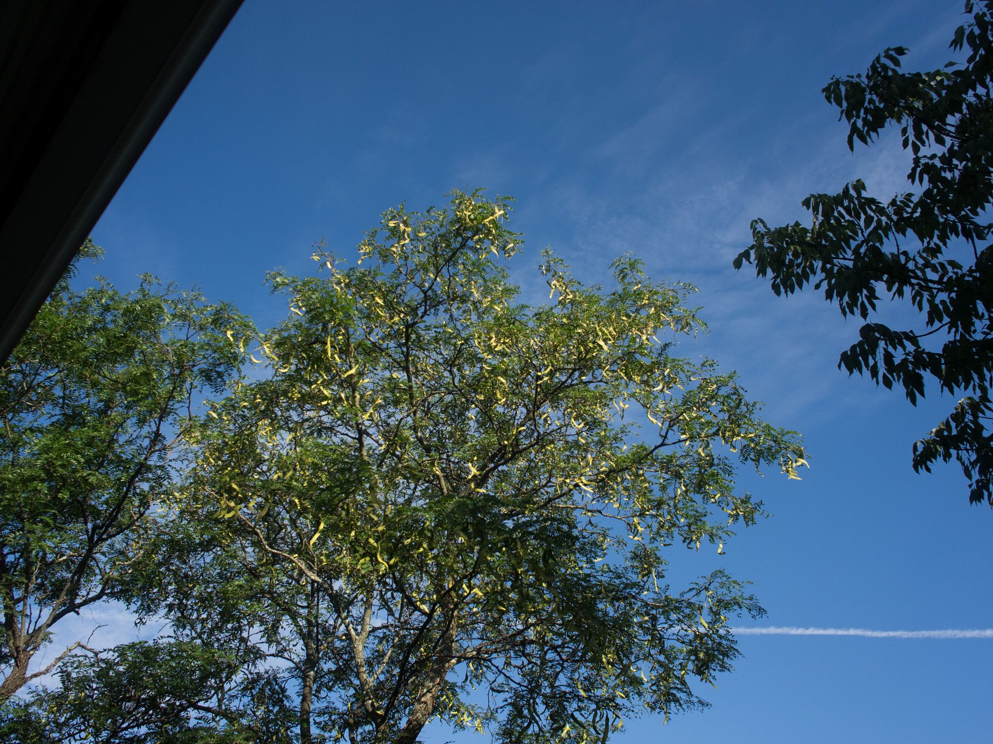 Ricoh GXR A12, 18.3mm, ƒ4, 1/2000sec, ISO 200 — From the Apartment Porch