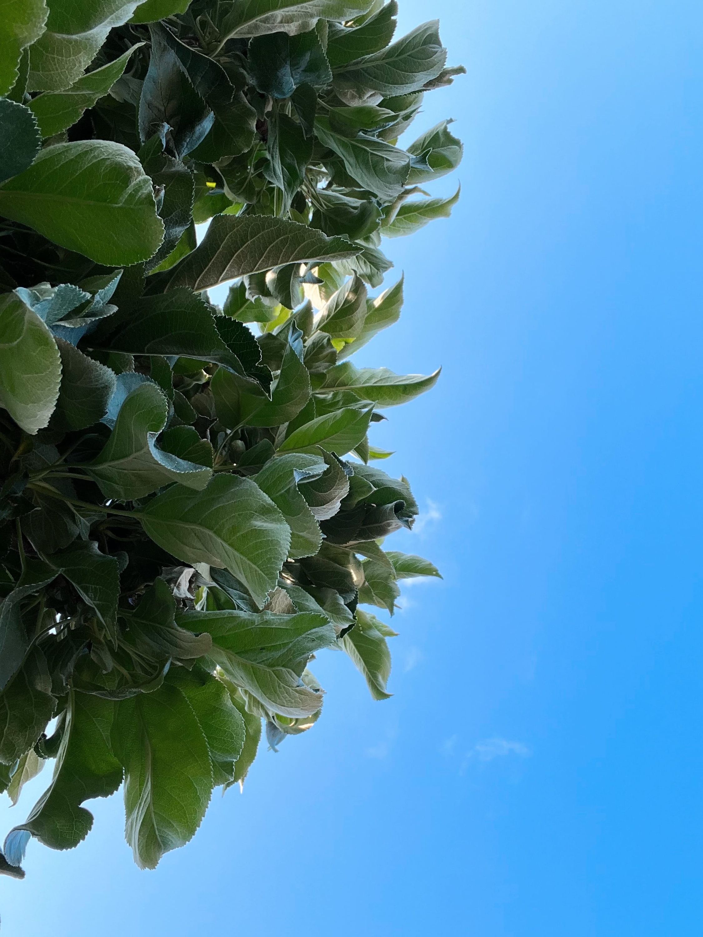 Himmelblau