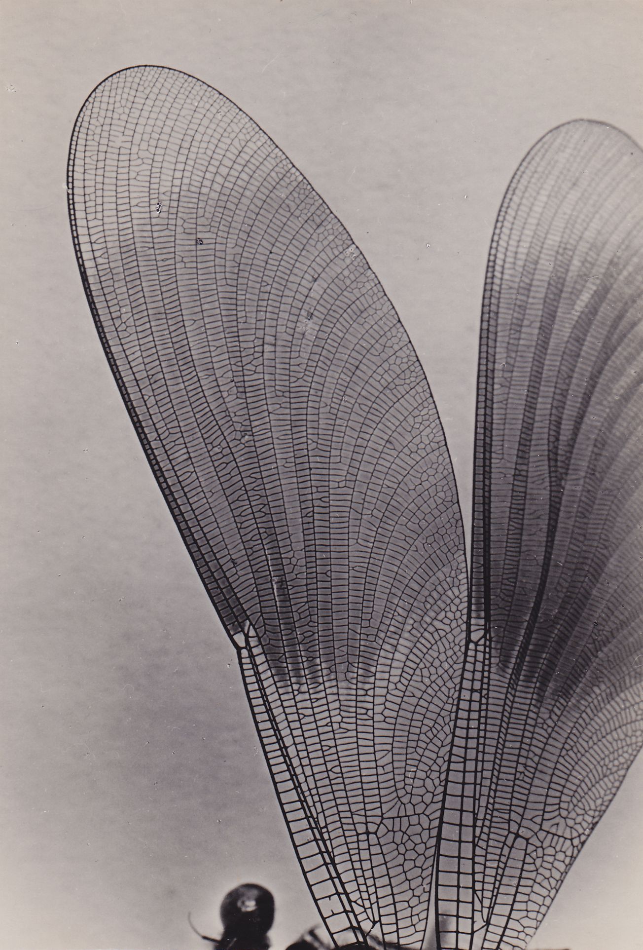 imre kinszki, untitled magnification, verőce, gelatin silver print, 1936; (15.4 cm x 17.6 cm) private collection