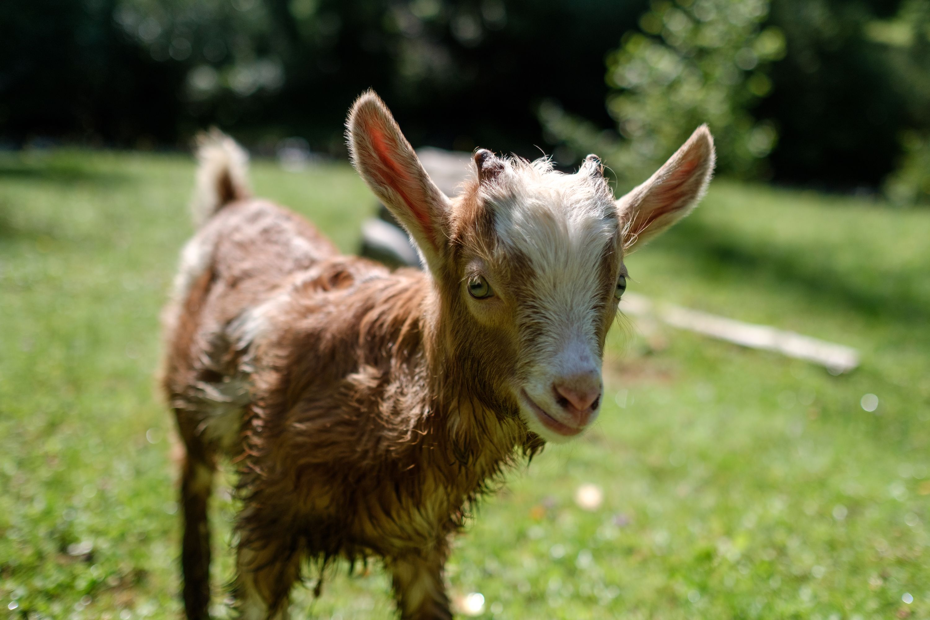 This young goat was excited to play after a refreshing dip in the local stream. Fujifilm X-Pro 2 + XF 23mm: 1/6400 @ ƒ/1.8, ISO 400