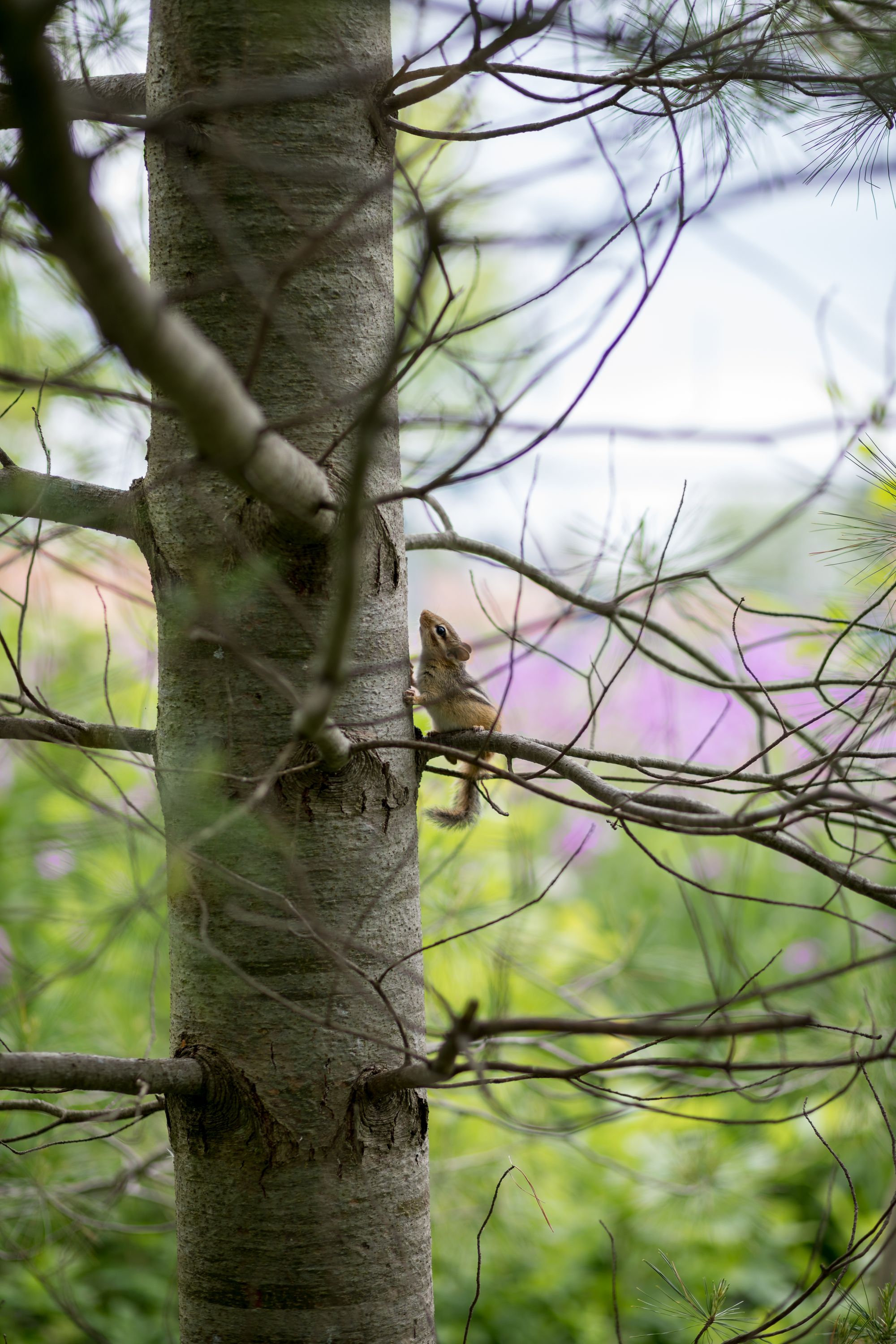 85mm ƒ/1.8 shot at ƒ/2.2 at 1/1,320th, ISO 100. This is a great example of the kind of shot I was able to grab with the back-button focus options I’d set up. I was shooting the purple flowers behind the tree when this chipmunk showed up, and I was able to track him as he climbed, firing this shot as he paused to look at me.