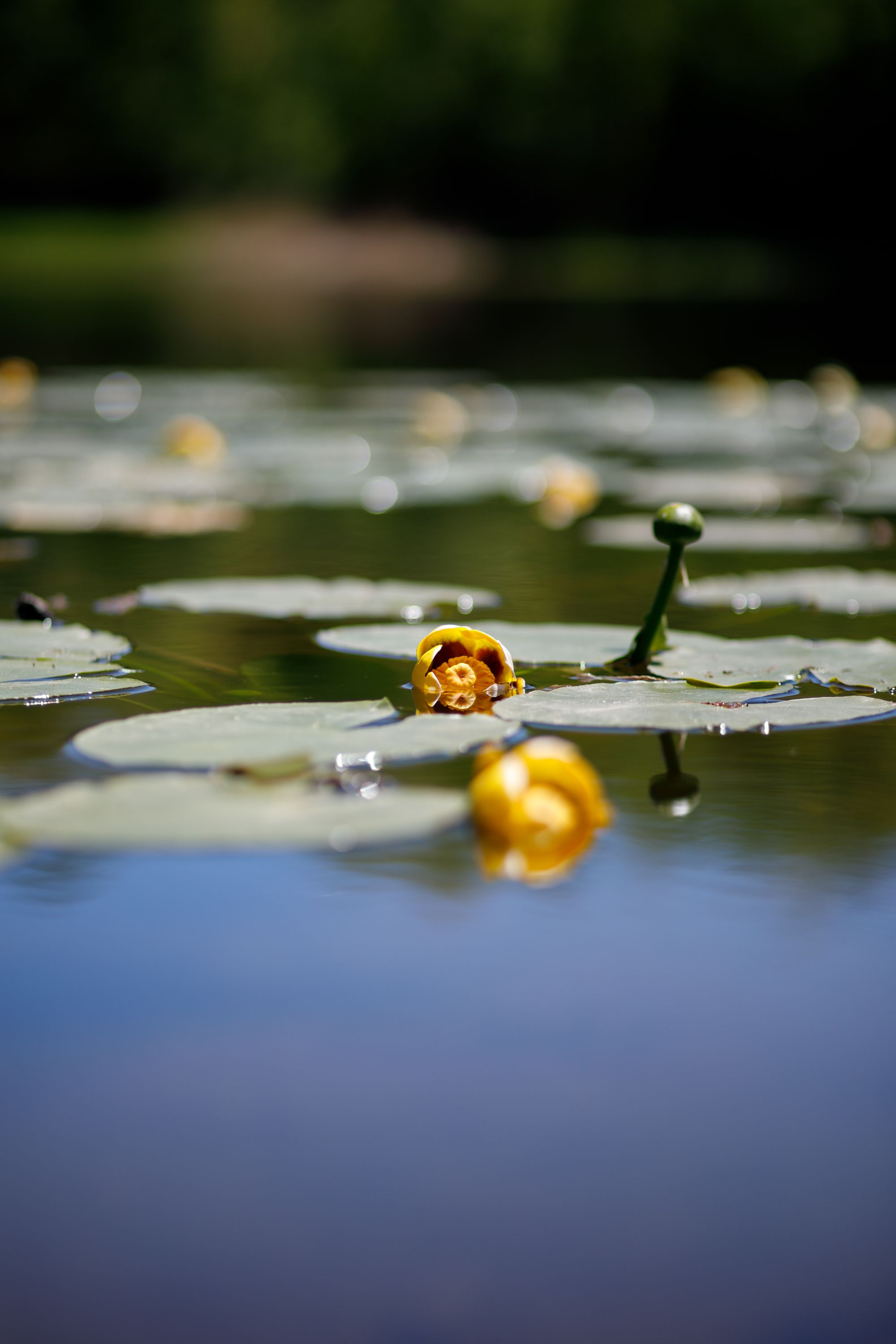 85mm ƒ/1.8 shot at ƒ/2 at ¼,000th, ISO 100. This is a JPG with the Canon Standard profile straight out of Lightroom, with no adjustments made. You can see more of the 85’s significant colour fringing in the highlights, though this is a relatively mild example.