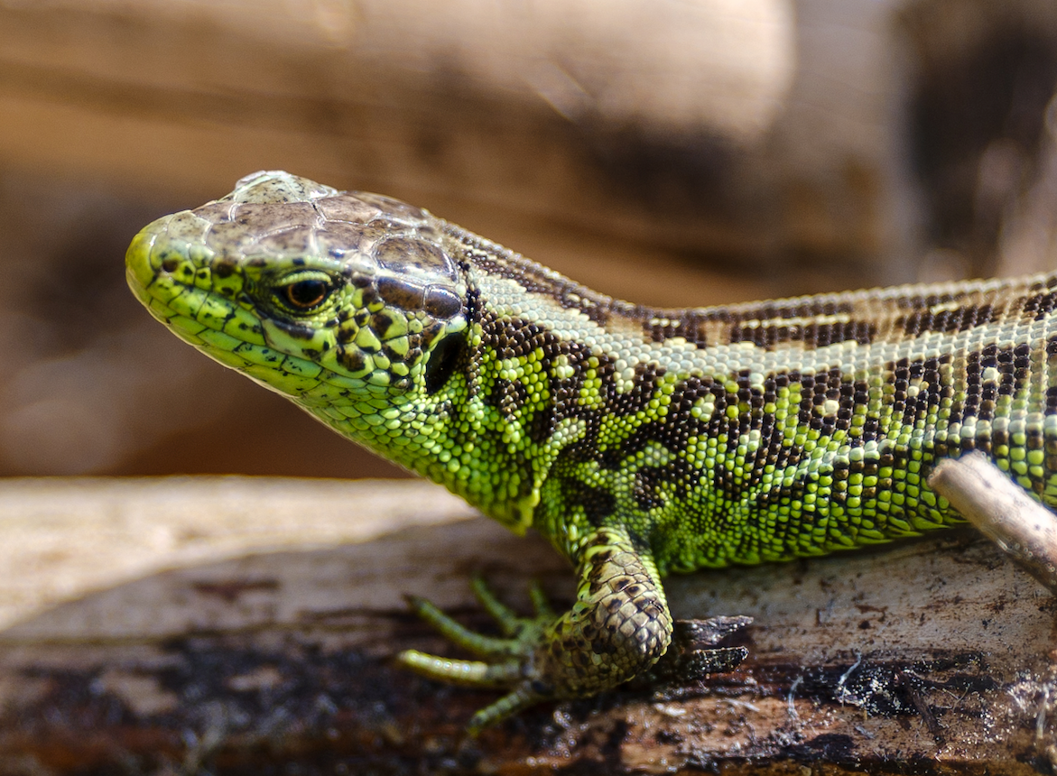 A 1:1 detail view. Not only can you count the scales on my lizard buddy (lacerta viridis, I believe), you can also clearly see how thin the depth of field is, even from a distance.