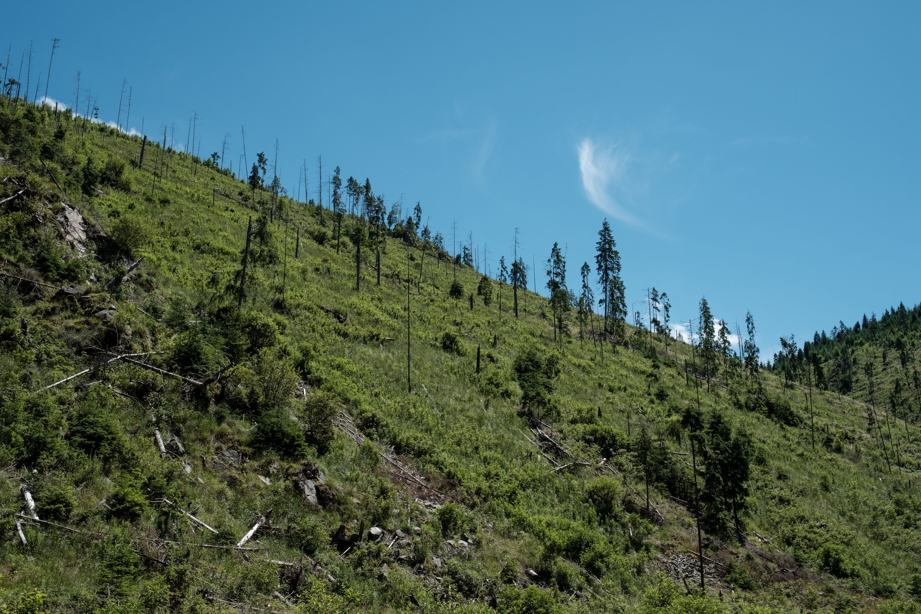 This used to be a dense forest. Fujifilm X-Pro 2 + XF 23mm: 1/600 @ ƒ/8, ISO 200