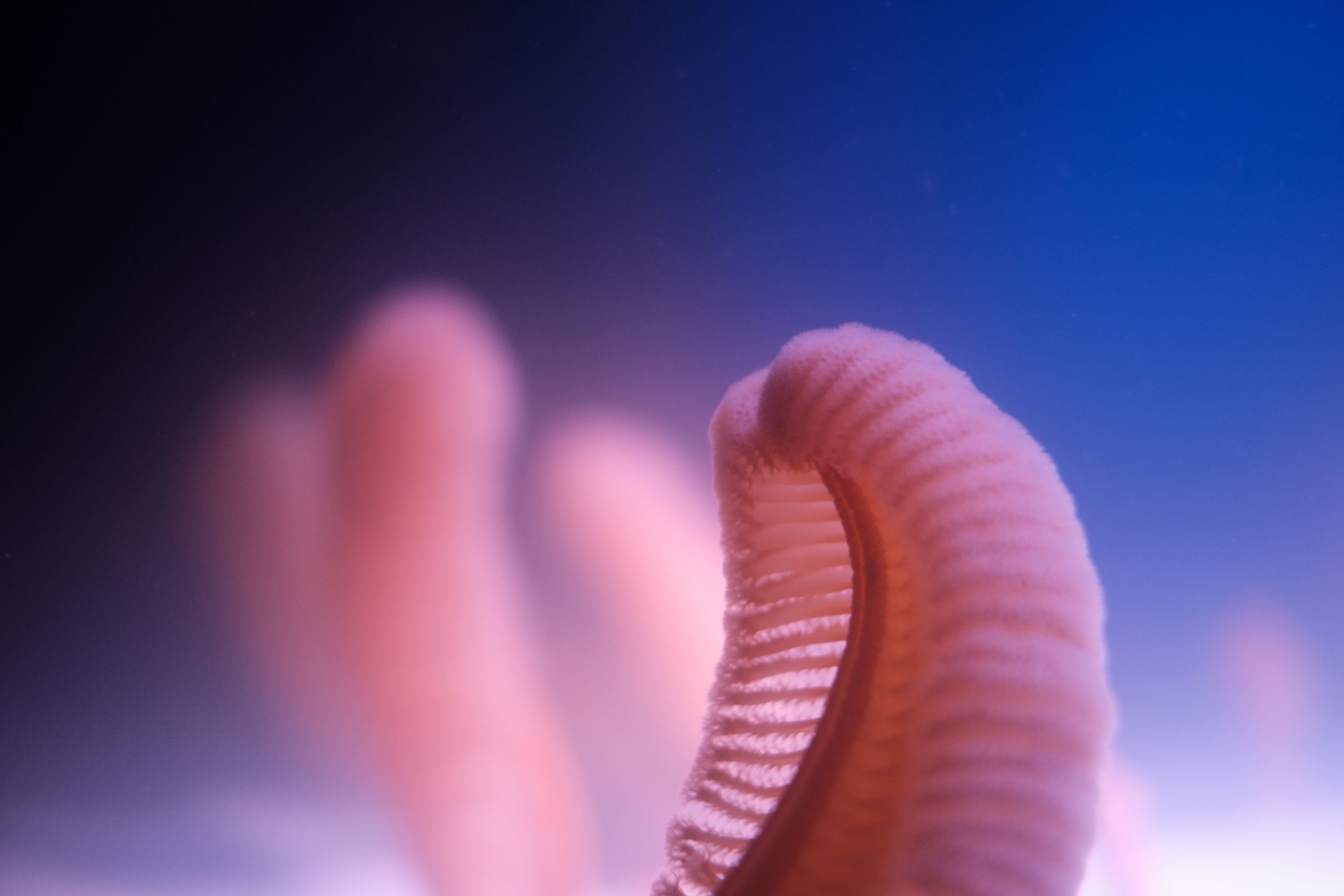 I just love the gradients and tones in this shot of the sea pens.