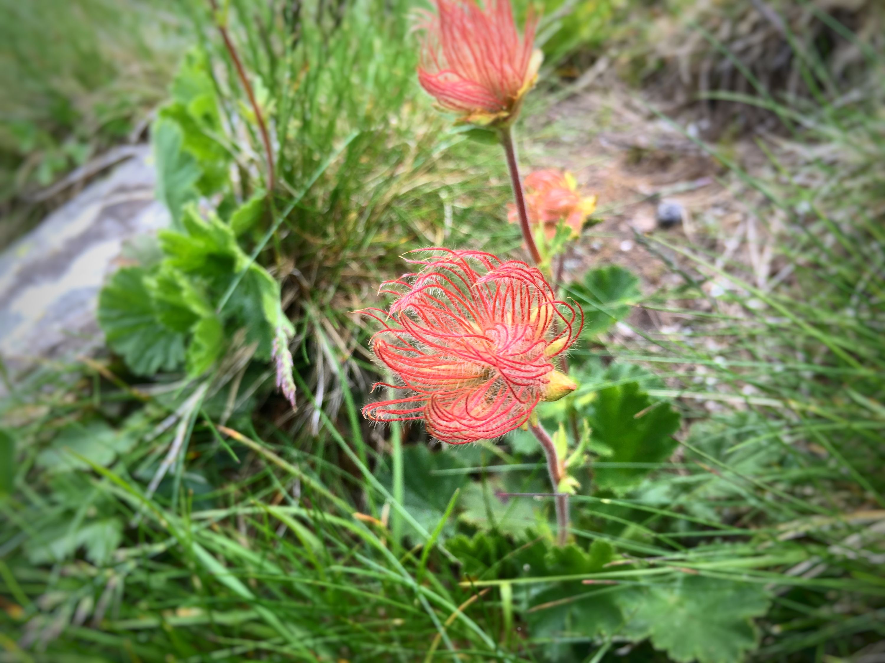 It looks like an alien flower, but it’s actually the seed head of an alpine avens (Geum montanum). iPhone 6s Plus: 1/216 @ ƒ/2.2, ISO 25