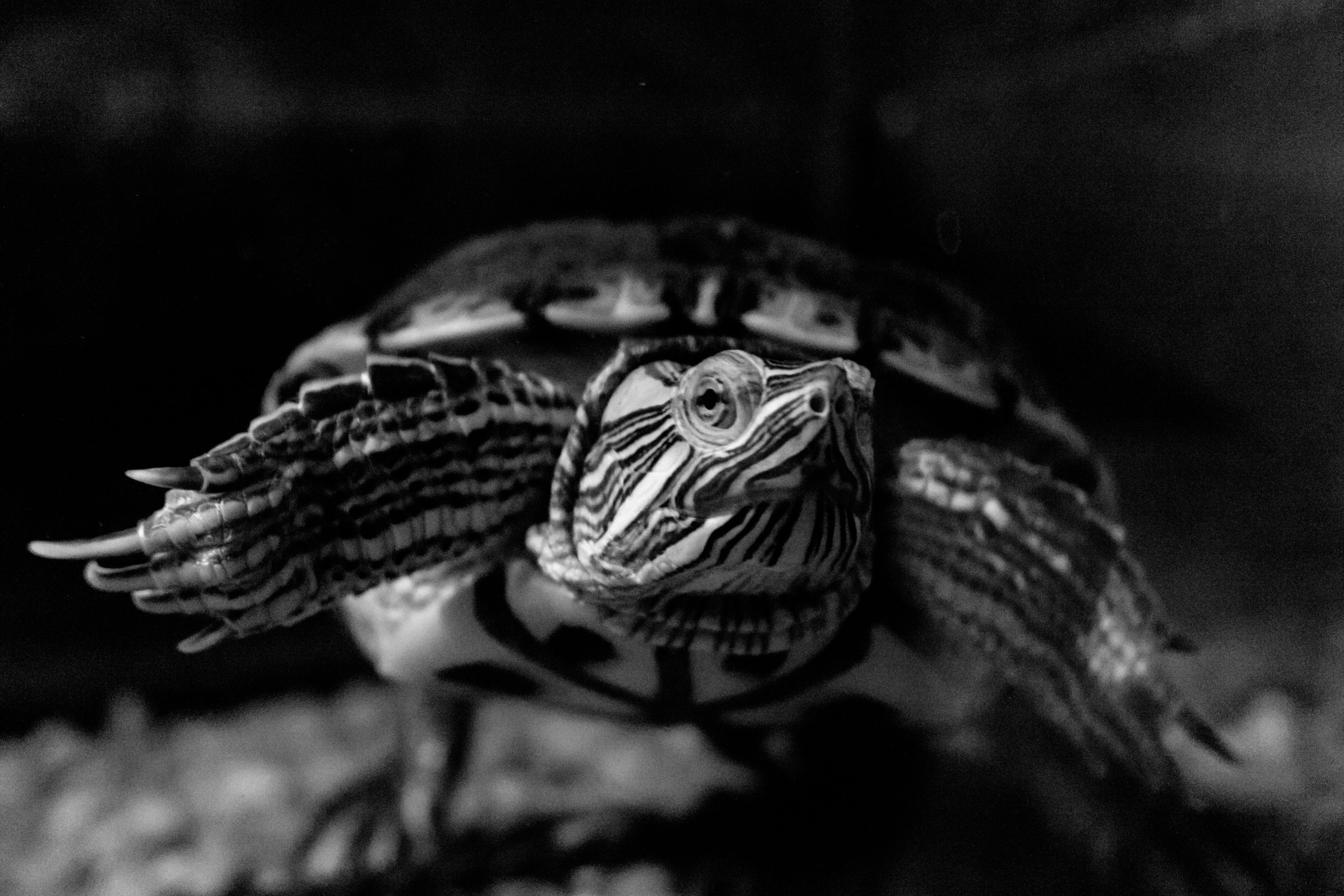 This is Jean-Claude. He guards The Box studio in Toronto if you ever want to go visit him.