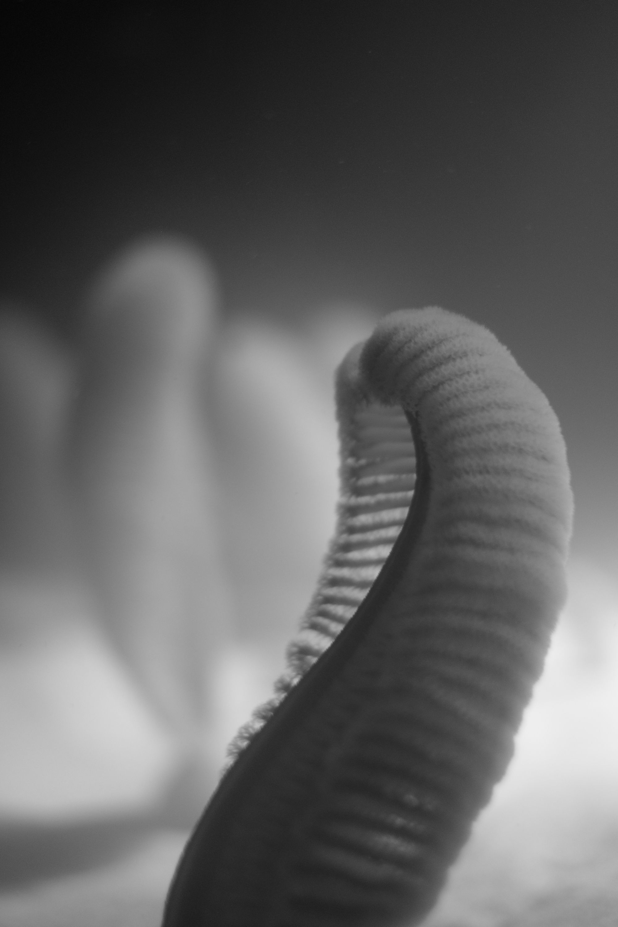 The little fella is actually a sea pen, so called because, well, it looks like someone dropped their feathery quill pen into the ocean!