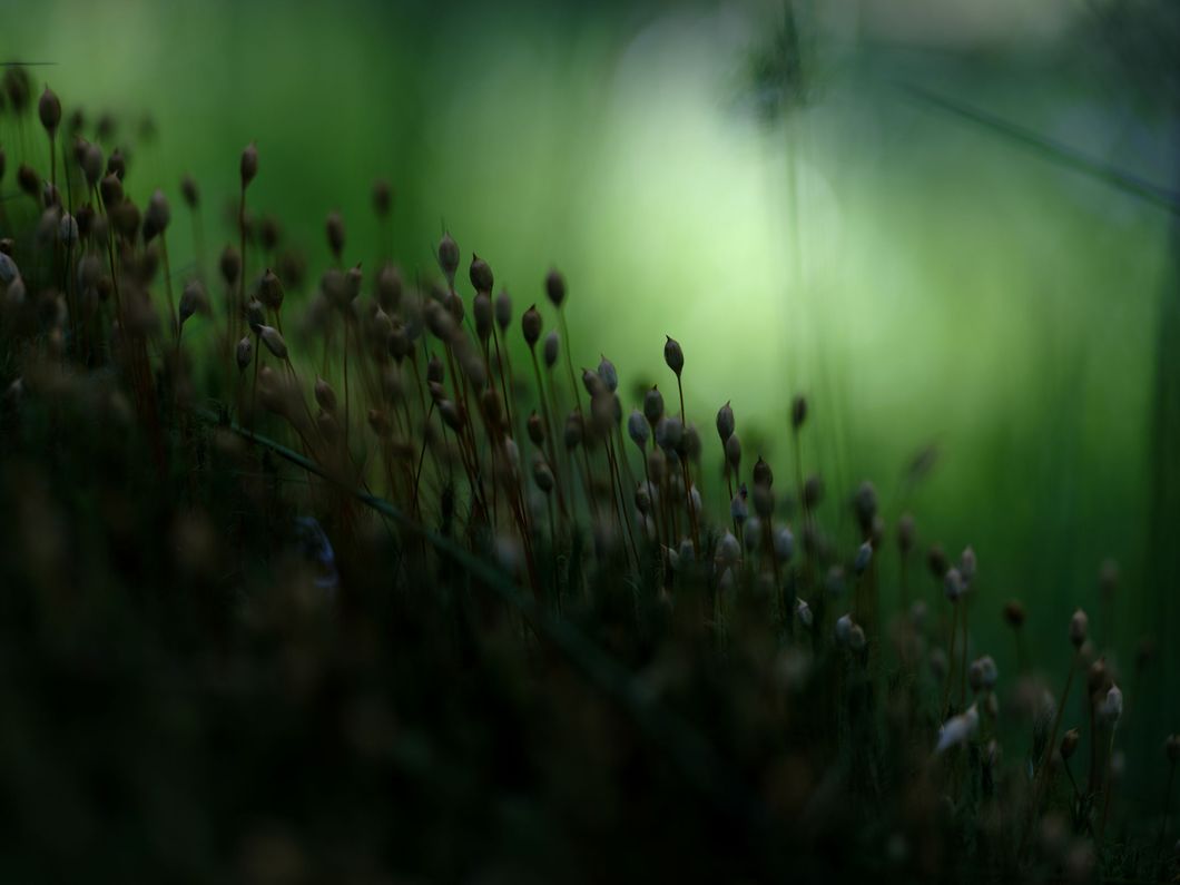 fujifilm g50s