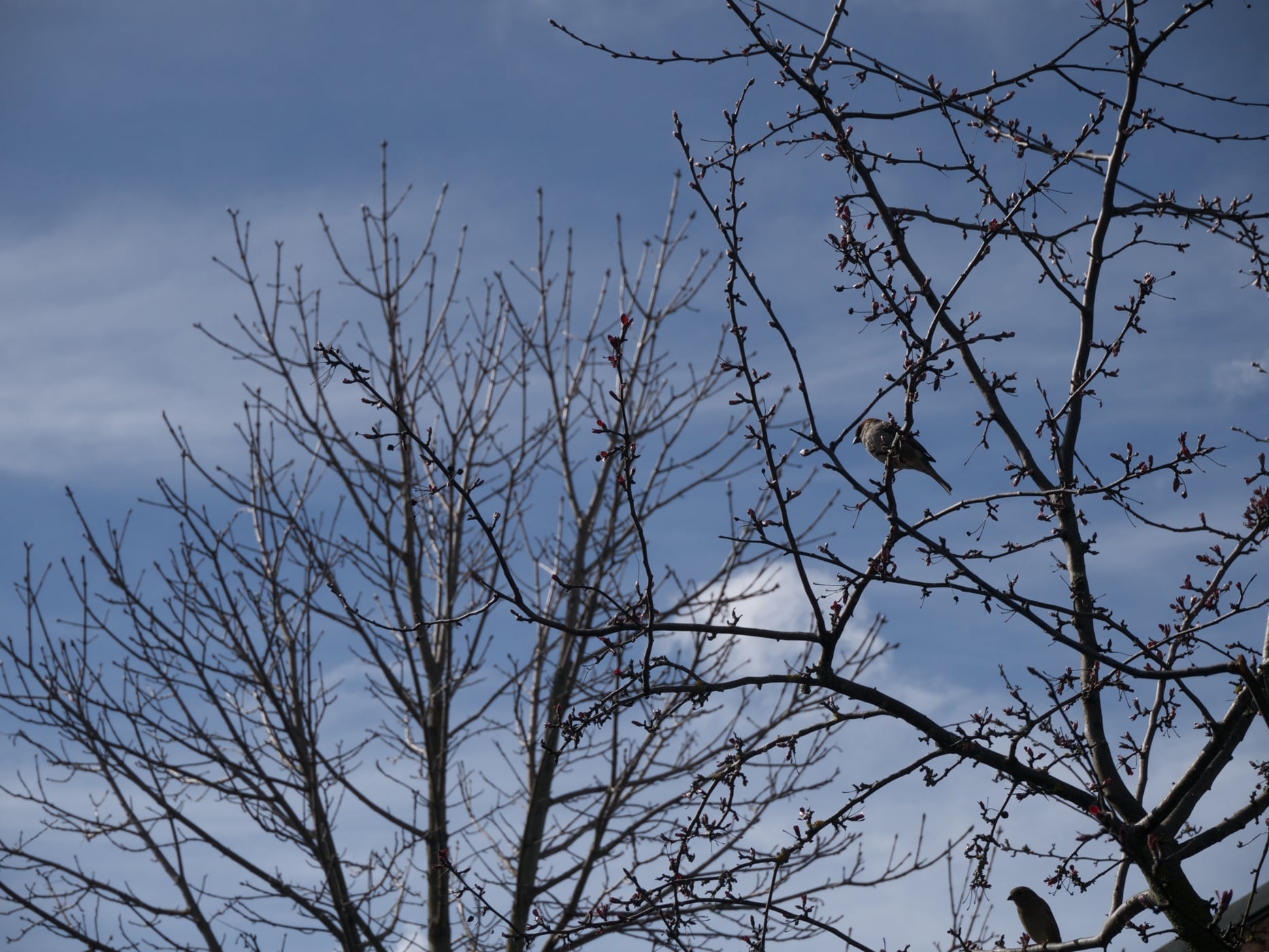 bird on a branch